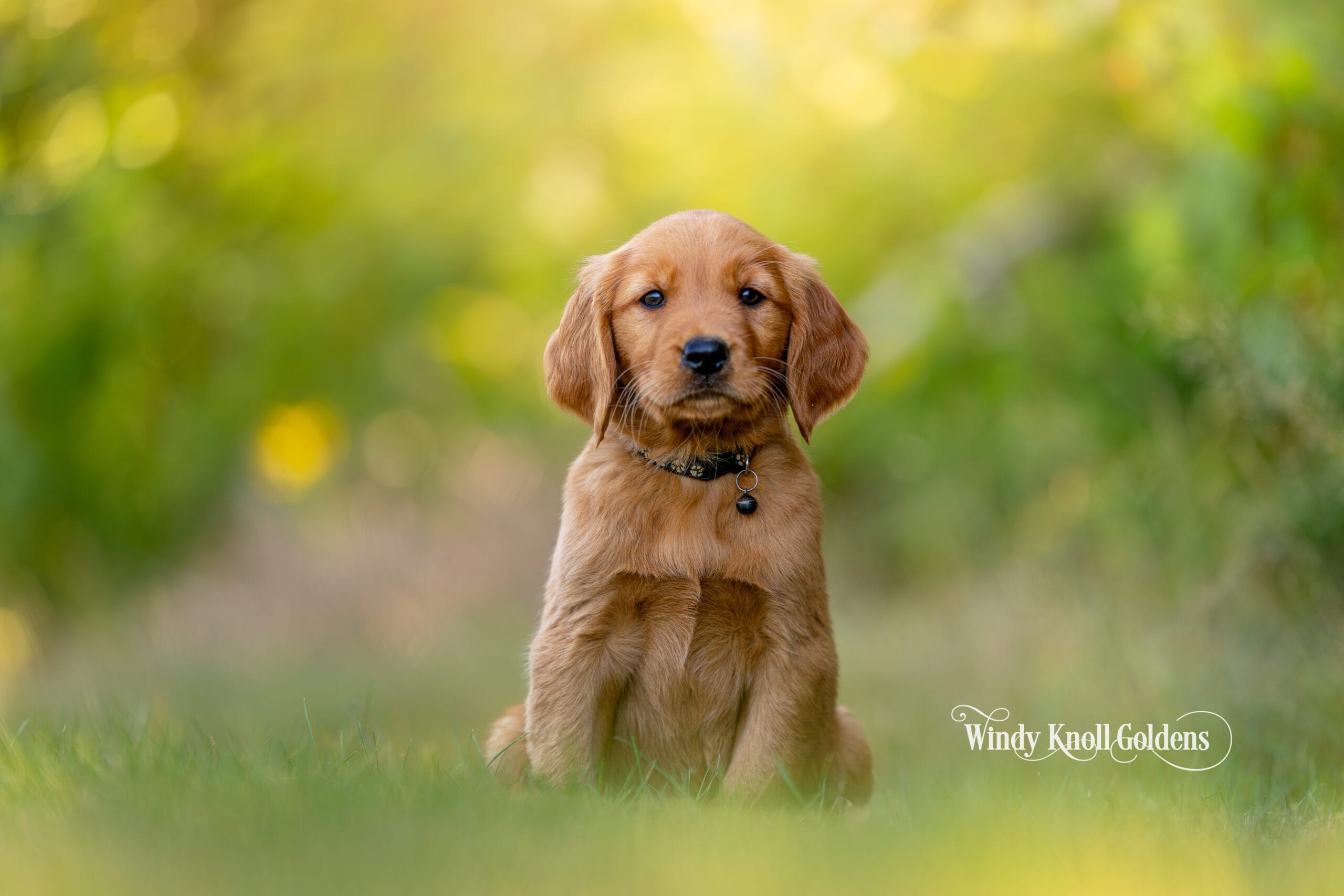 new puppy photos