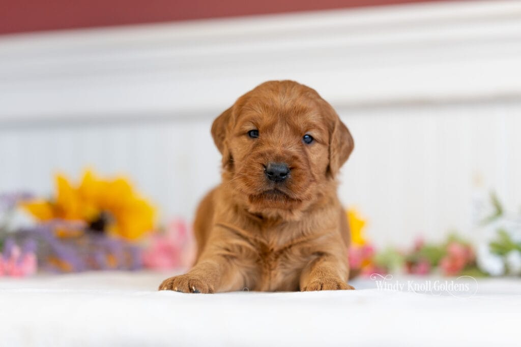 cute 4 week old golden retriever puppies in maine