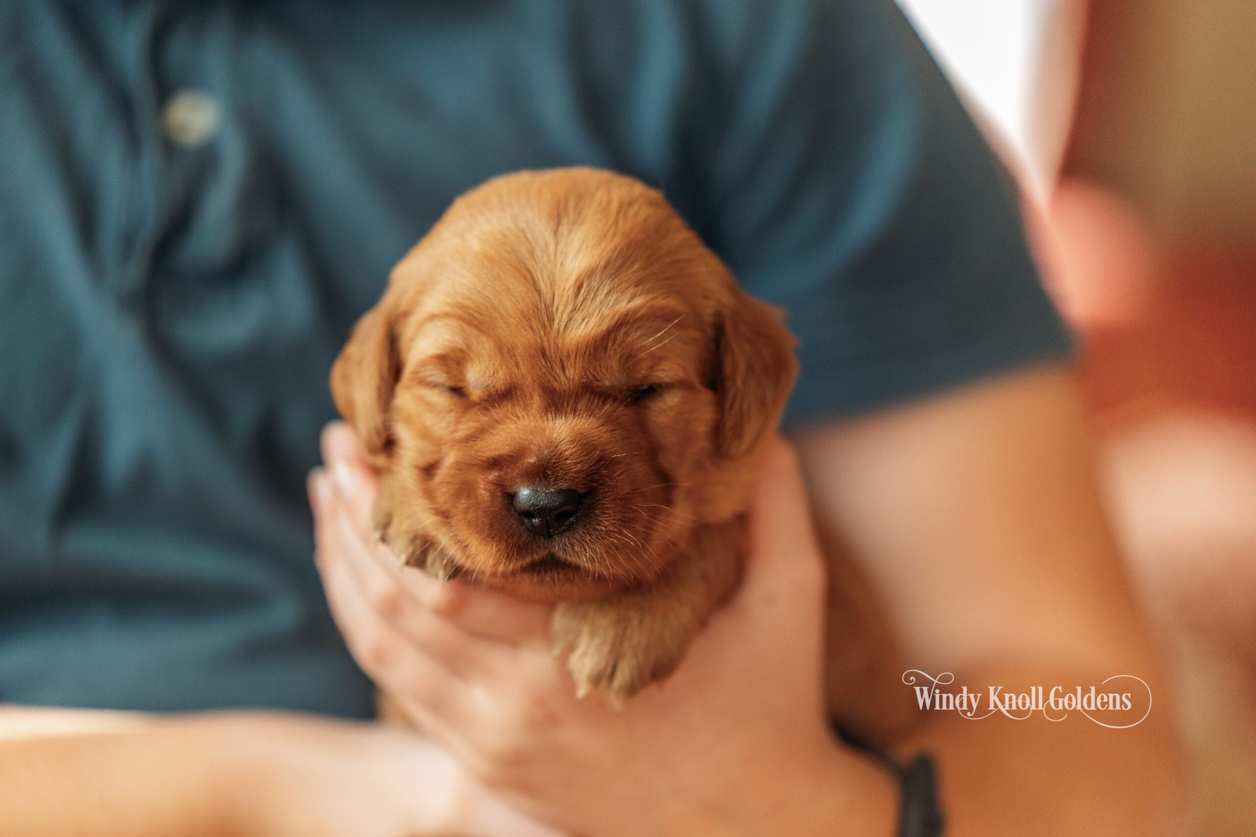 Faline, the light pink collar girl from the Bradford and Emerald litter, cradled in a pair of hands with her eyes still shut.