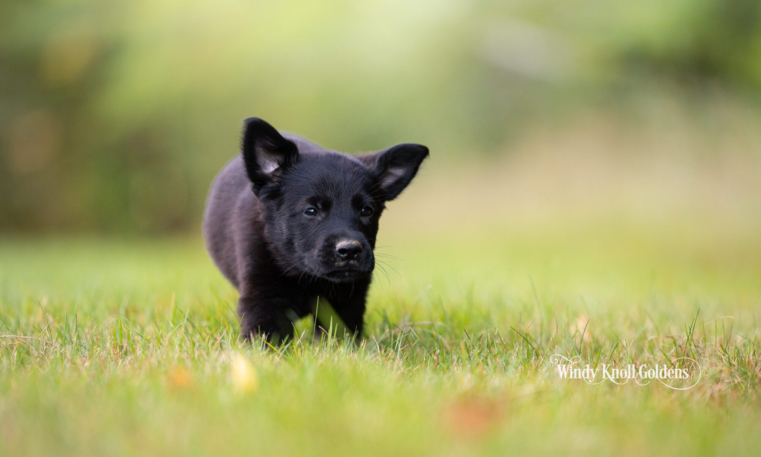 One of our 7 week old golden shepherd puppies walking across the grass at Windy Knoll Goldens in Bradford, Maine.