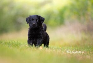 A fluffy black golden shepherd puppy looking straight into the camera on the lawn in Bradford, Maine.