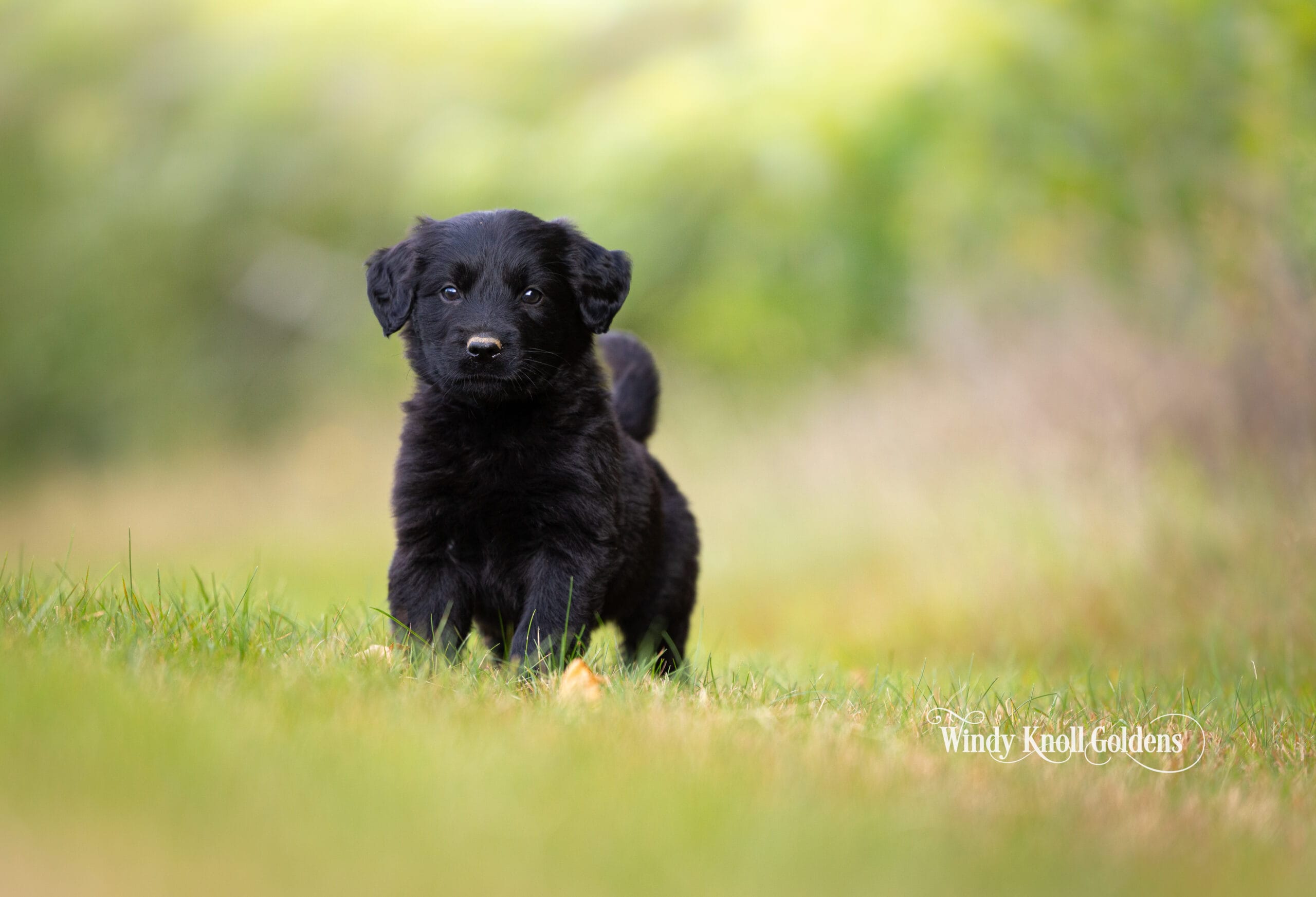 A fluffy black golden shepherd puppy looking straight into the camera on the lawn in Bradford, Maine.