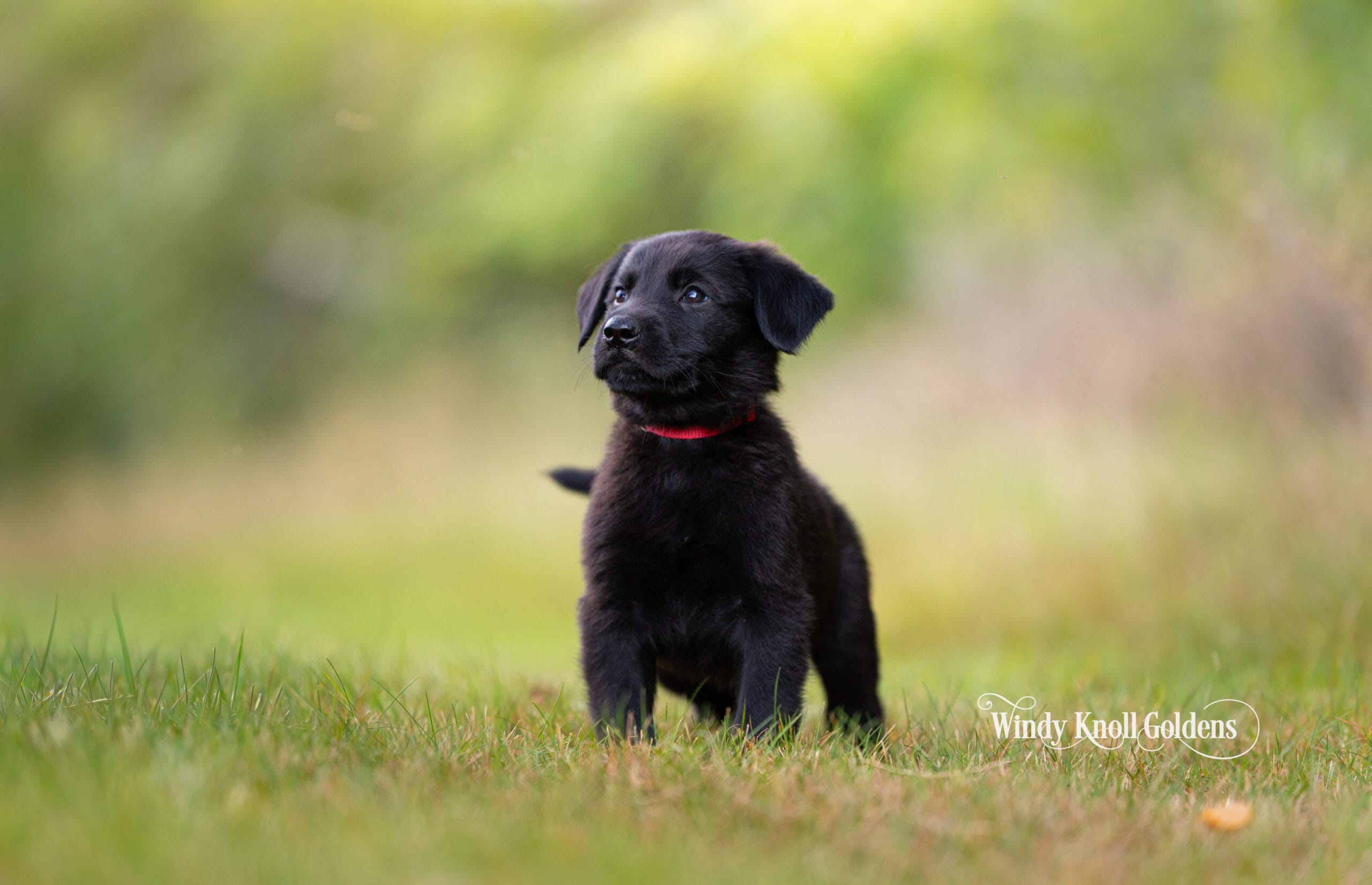 A black golden shepherd puppy from the Bradford and Chytta litter standing in the grass and looking around the yard.