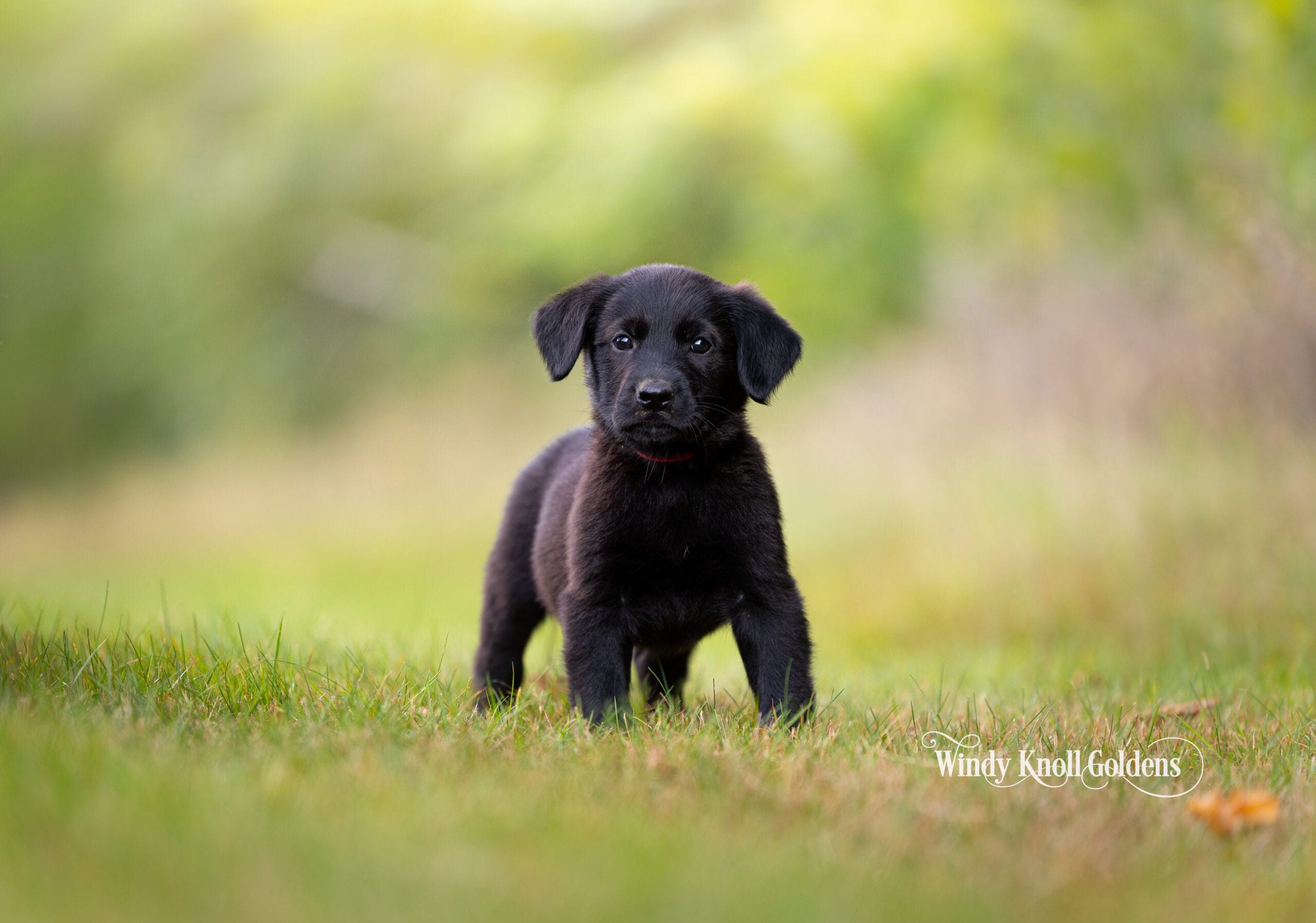 A black golden shepherd puppy standing tall in the grass with the summer greenery blurred behind.