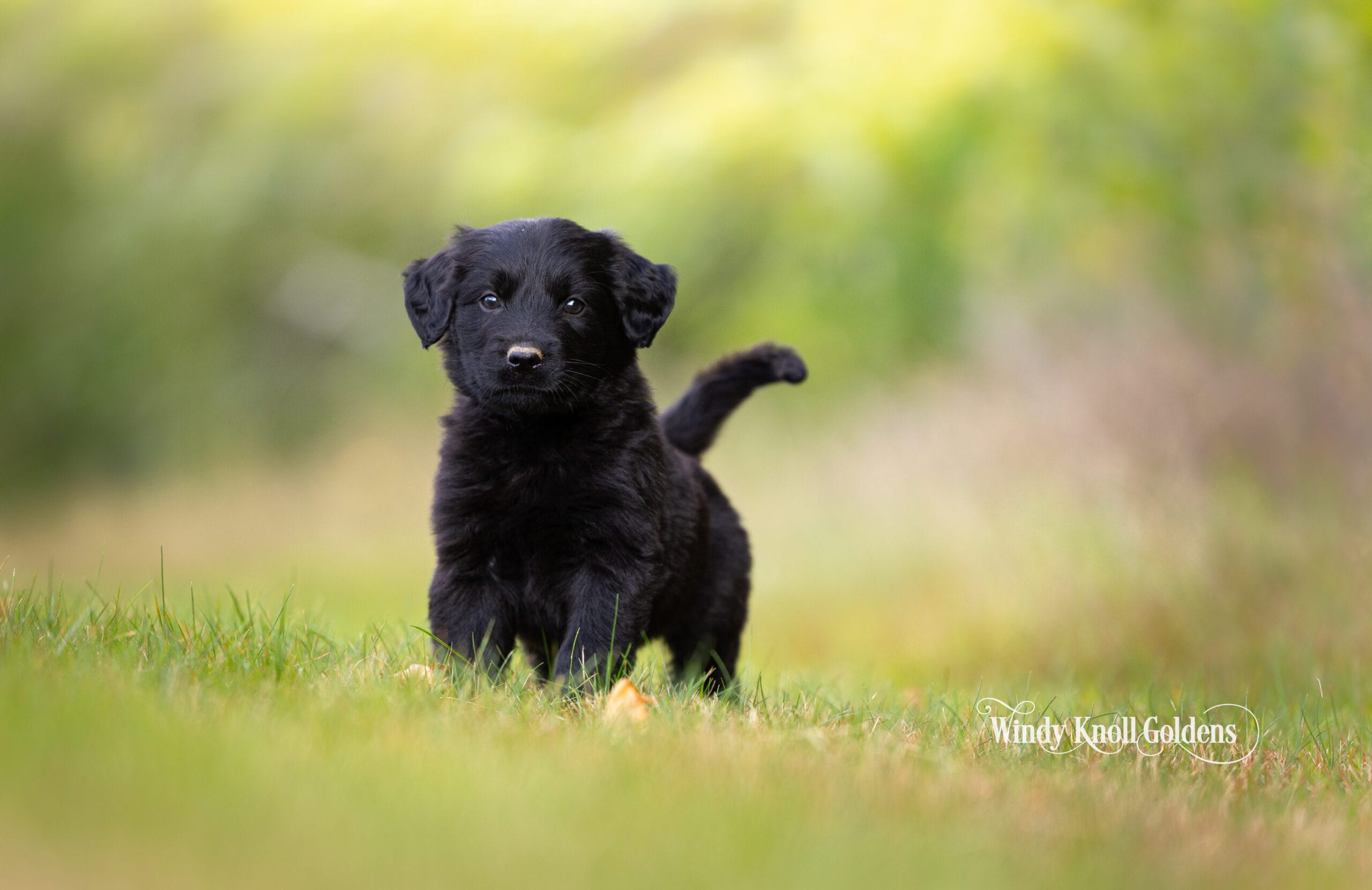 A young golden shepherd from our July litter standing in the green grass at Windy Knoll Goldens in Maine.