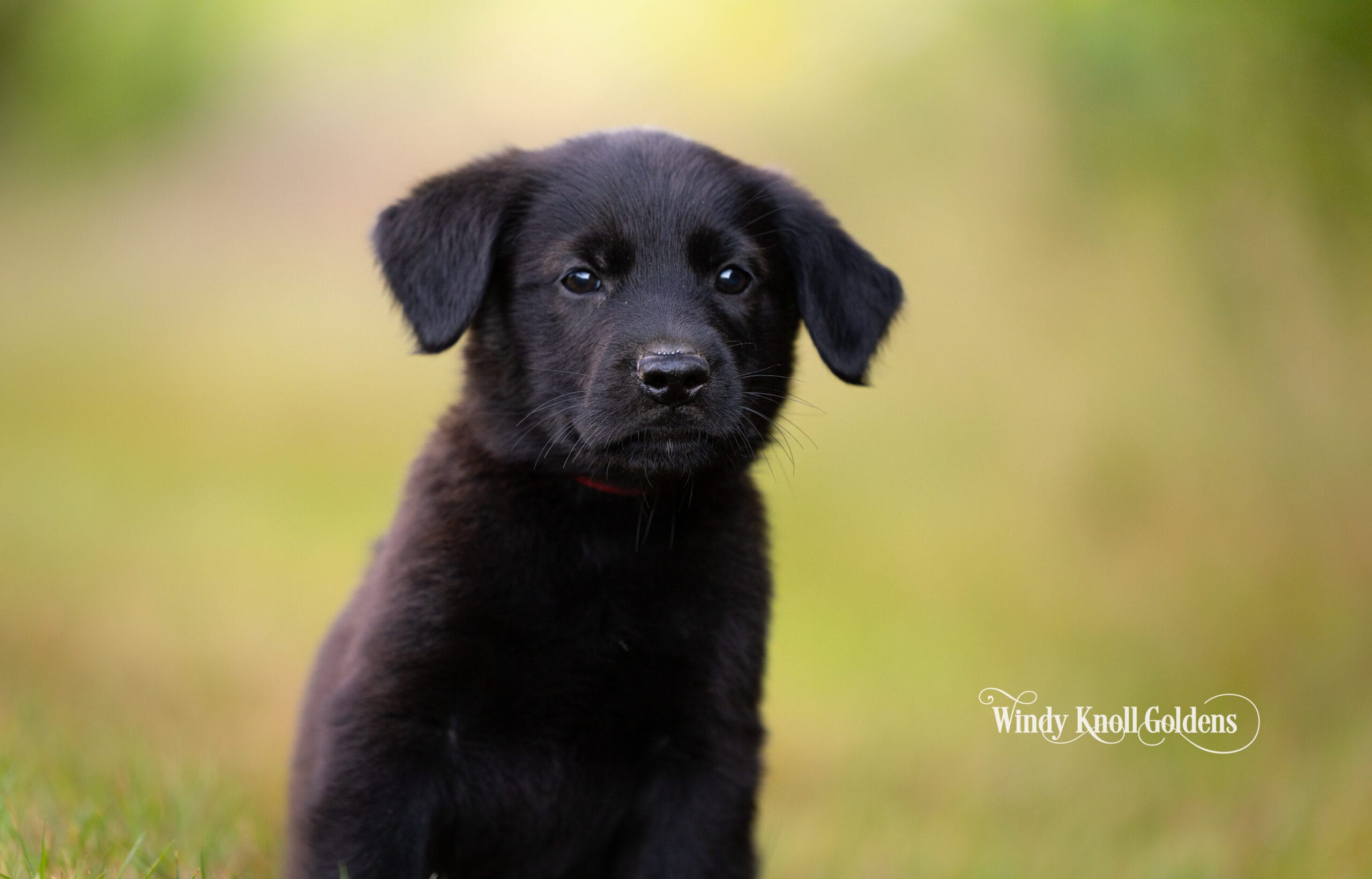 A shiny black golden shepherd puppy sitting alert in the grass, seven weeks old and nearly ready for go home day.