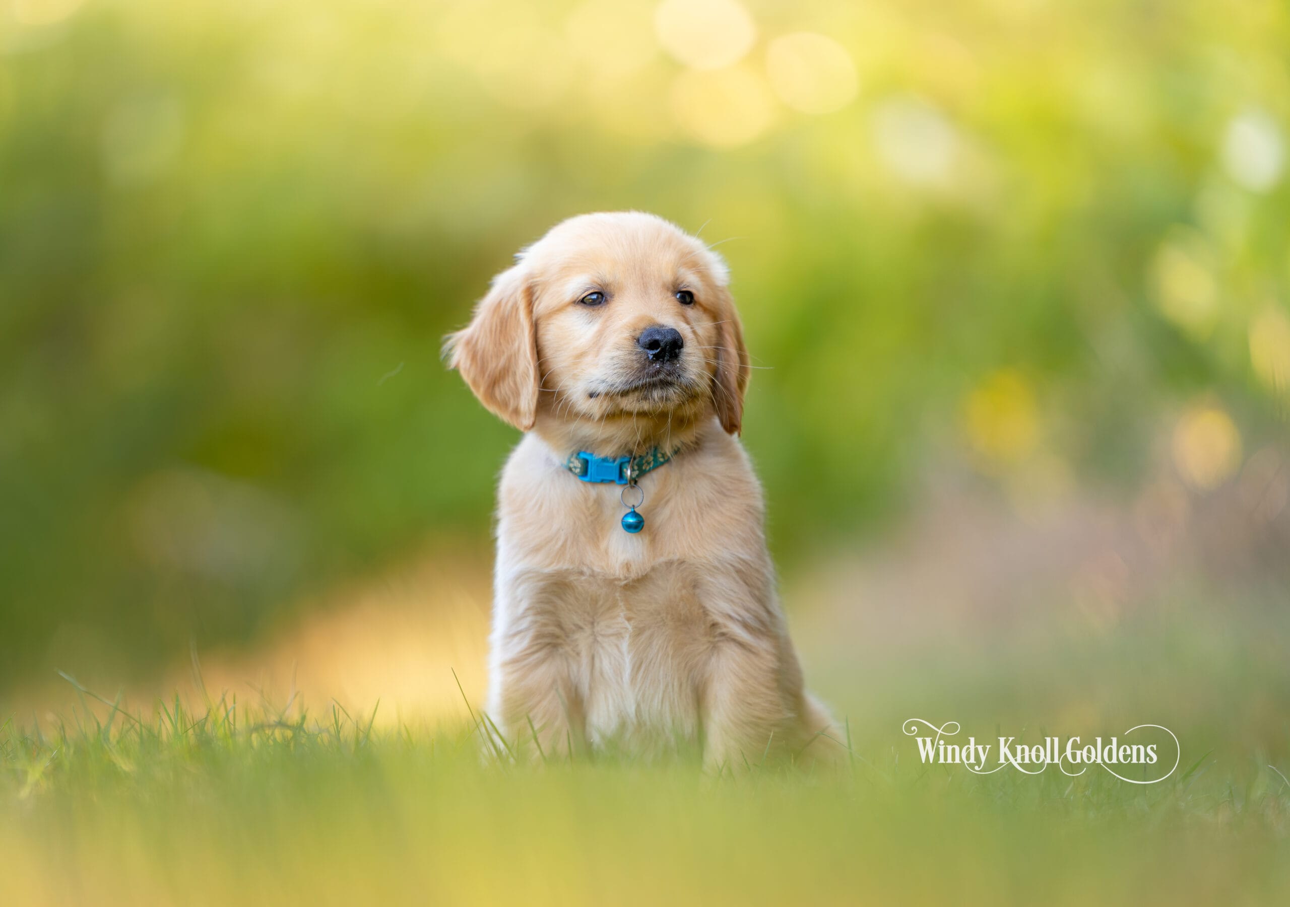 We have a puppy going home soon.