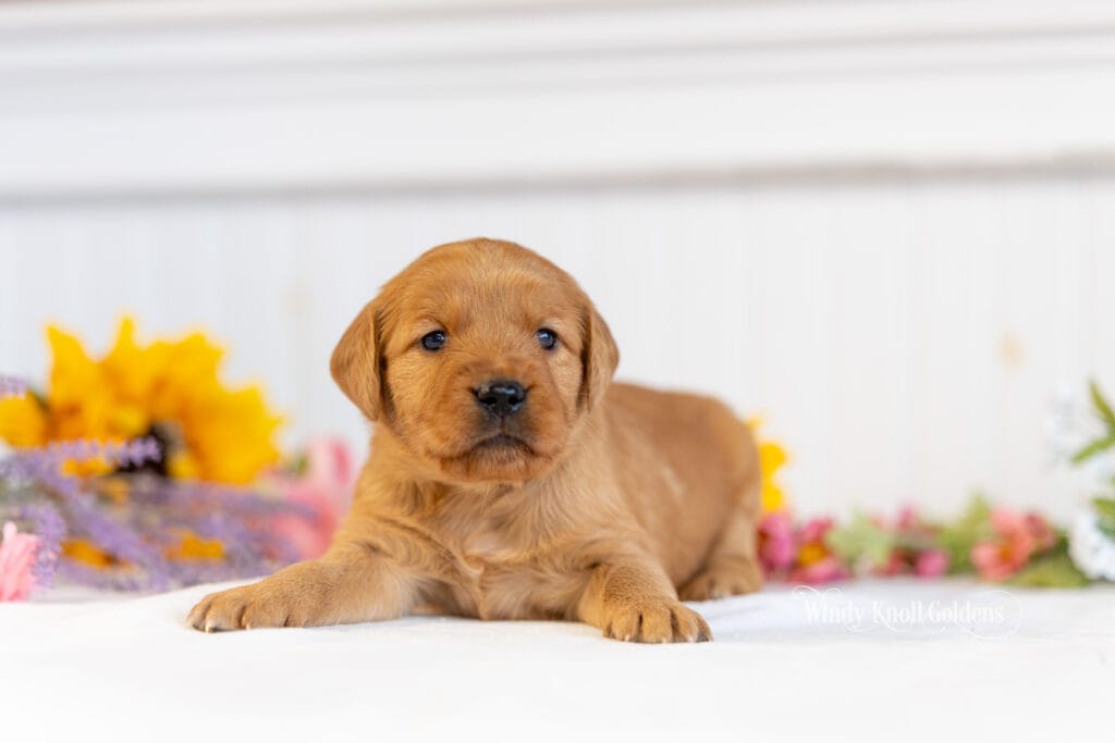 4 week old golden retriever puppies