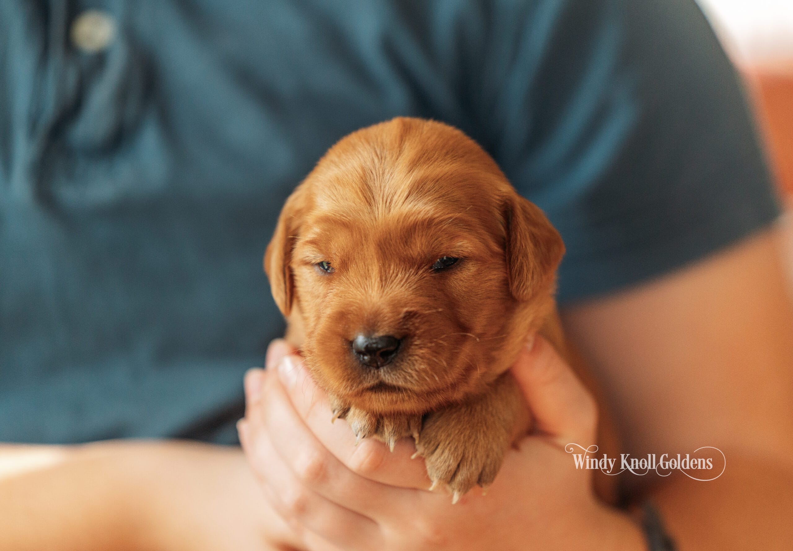 Snow White, the neon green collar girl from Emerald's litter, held comfortably in a pair of hands with her eyes shut.