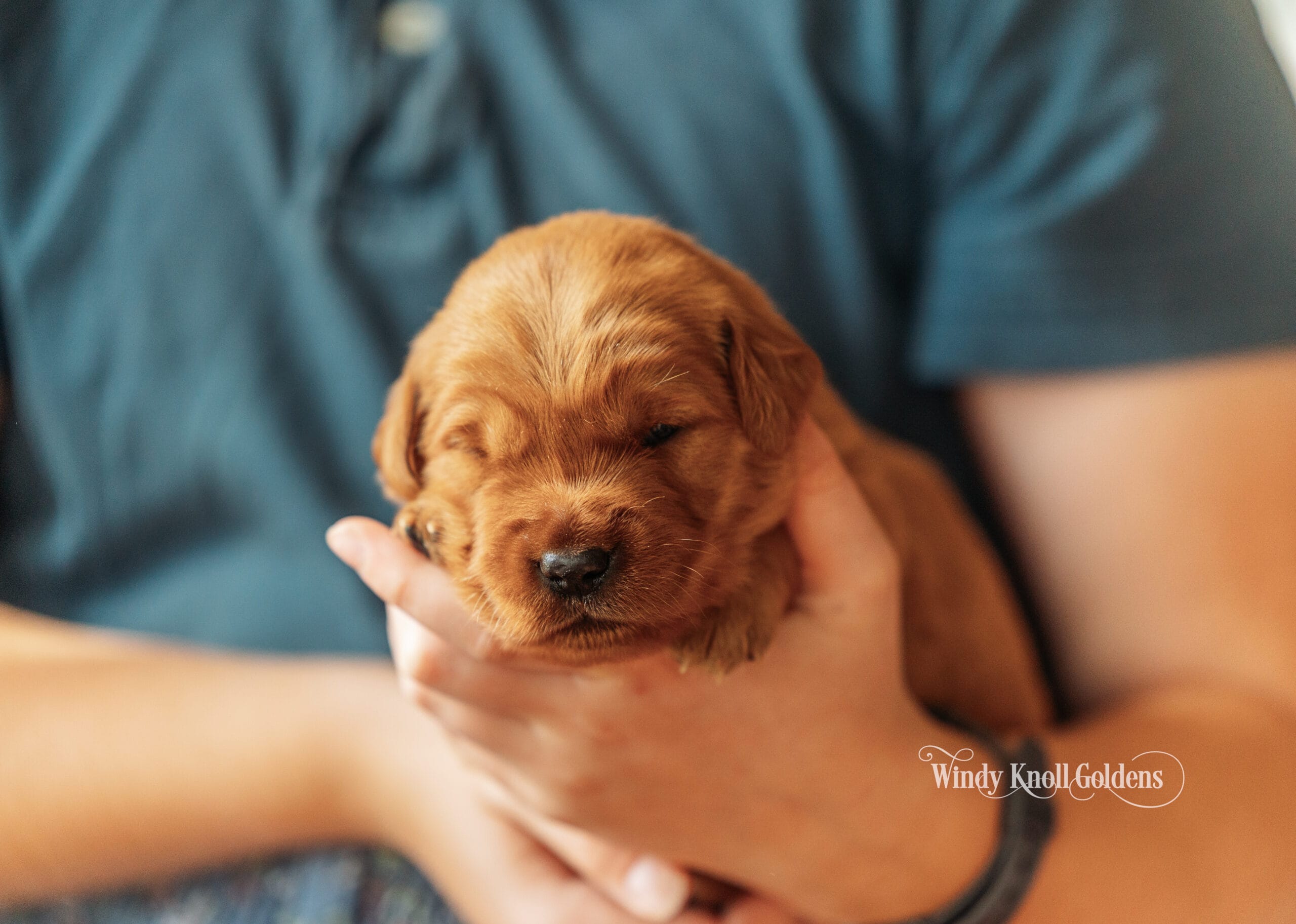 Wendy, the dark pink collar girl, asleep in a pair of hands with her golden red coat catching the light indoors.