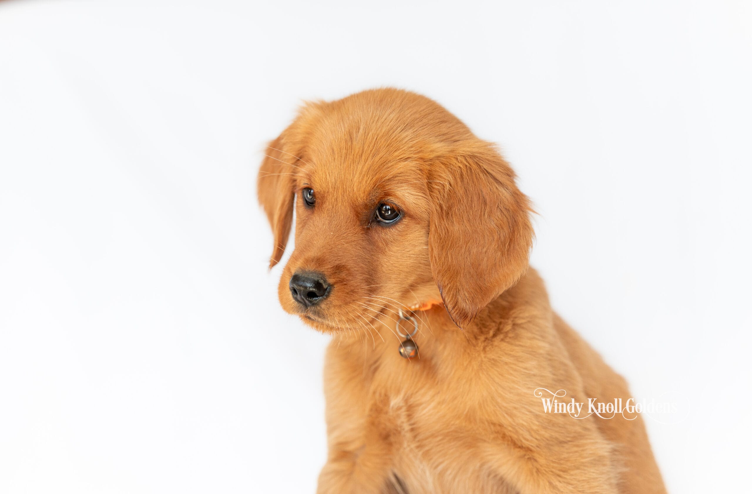 Winnie sitting with her head tilted to one side, wearing the orange collar with a little bell on it, at Windy Knoll Goldens in Bradford, Maine.