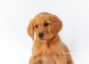 Winnie, a trained golden retriever puppy, sitting and looking straight at the camera in her orange collar on her last day at Windy Knoll Goldens.