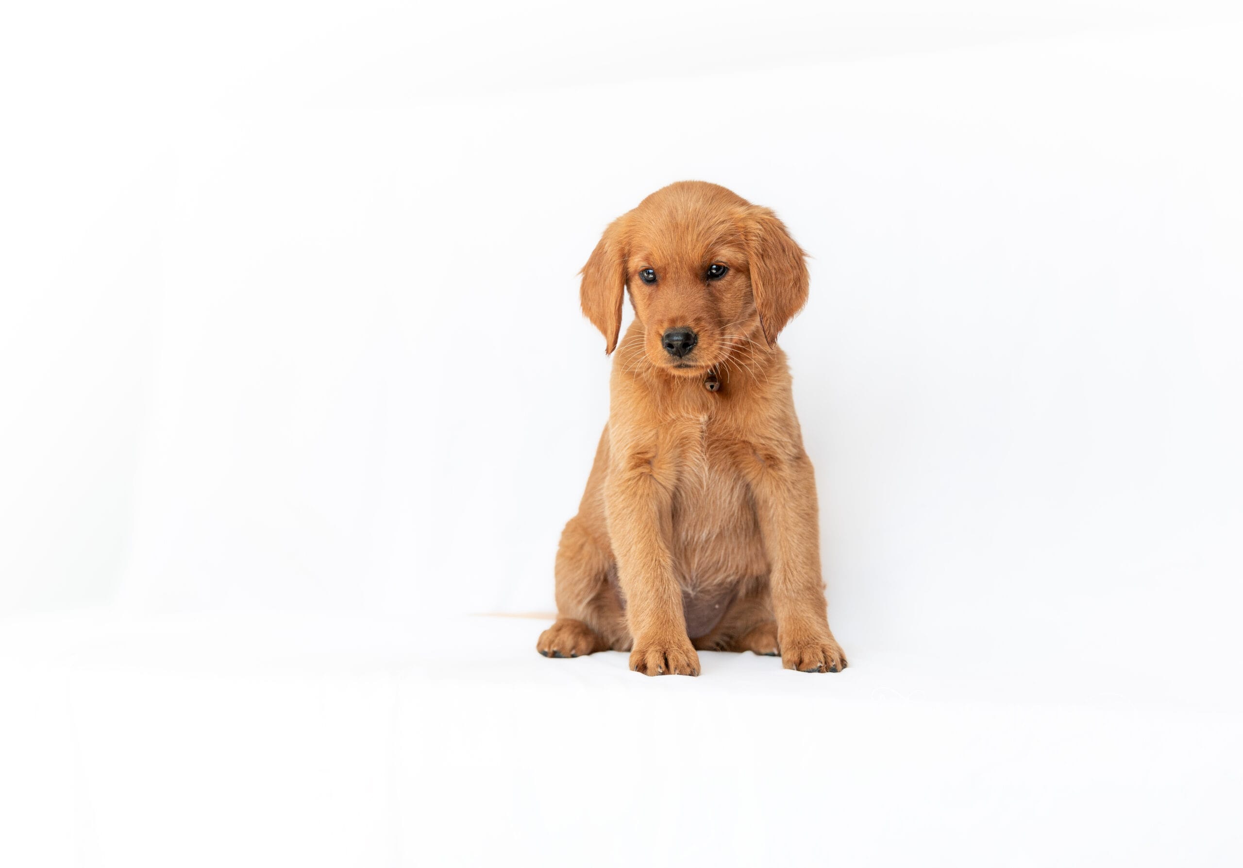Winnie sitting with her front paws neatly together and her head dipped, photographed at Windy Knoll Goldens before going home to her family.