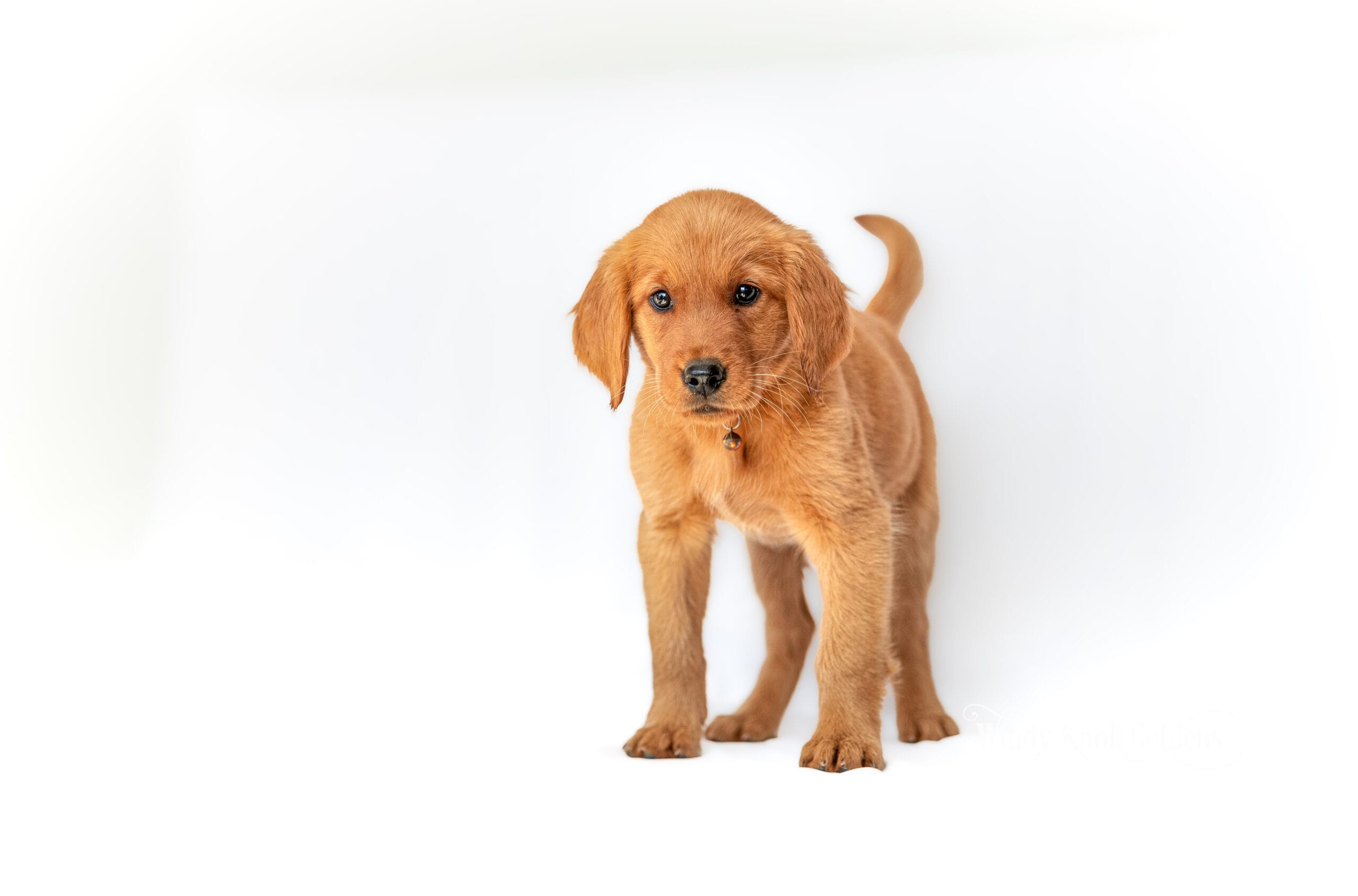 Winnie standing on all four paws with her head tilted and a brown collar and tag on, in her go home portrait at Windy Knoll Goldens.