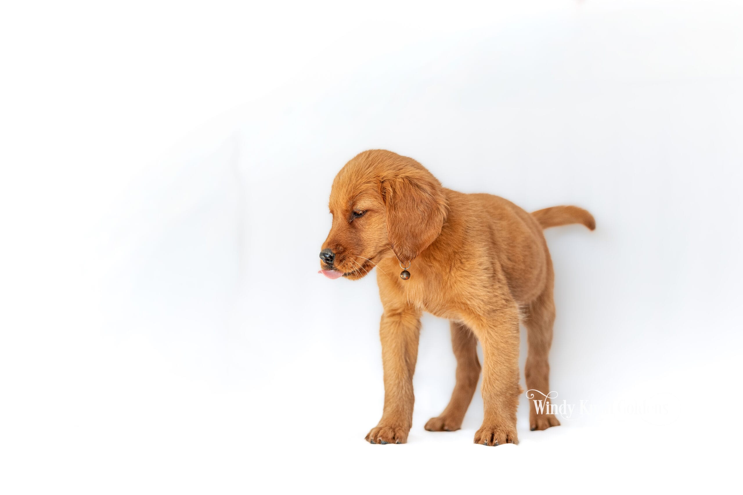 Winnie caught licking her lips mid portrait, a golden retriever puppy from Acadia and Brad's litter in Bradford, Maine.