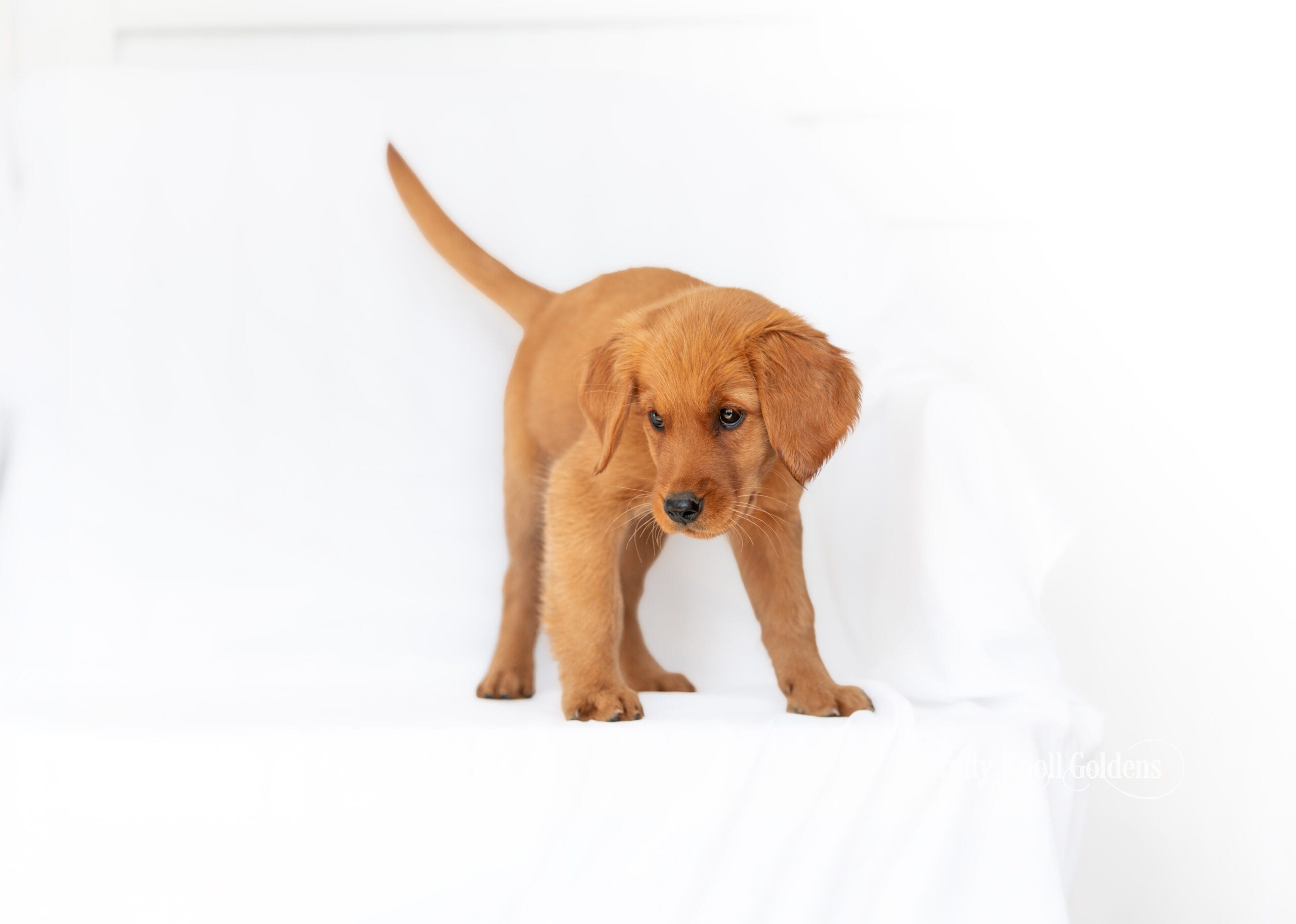trained golden retriever puppy