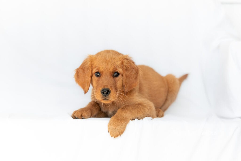 trained golden retriever puppy