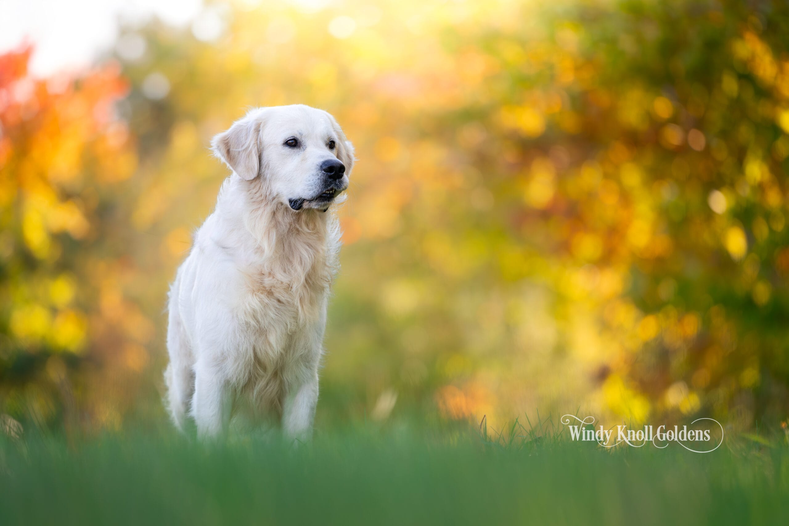 Freddy looking off to one side during his golden retriever fall photos at Windy Knoll Goldens in Bradford, Maine.