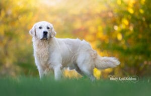 Freddy standing alert with his attention caught by something out of frame, autumn color coming into the trees behind him at Windy Knoll Goldens in Bradford, Maine, in the wet weeks when paw care for dogs matters most.