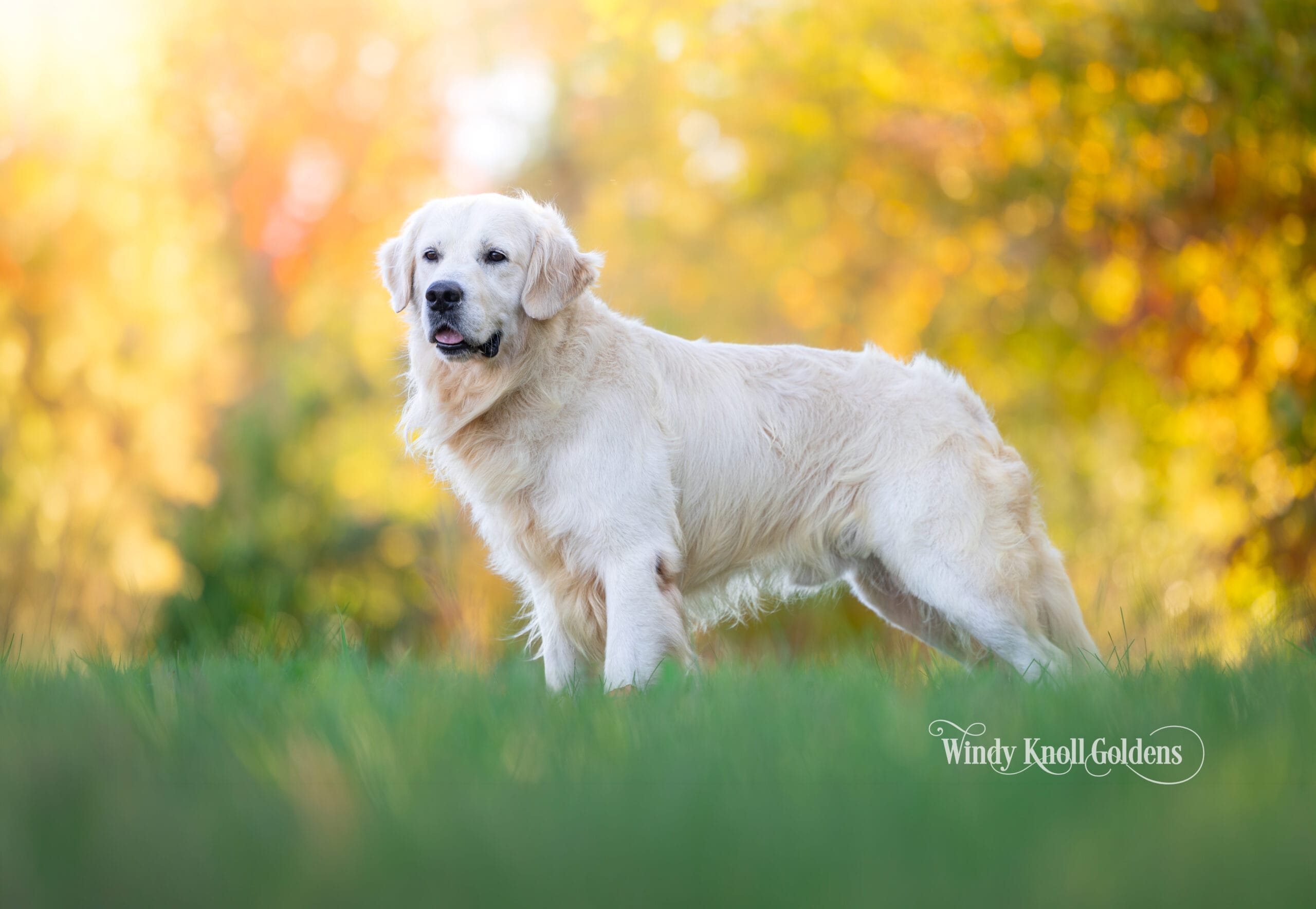 Freddy standing turned slightly toward the camera with his tongue just showing and the longer cream fur of his neck and chest catching the light, at Windy Knoll Goldens in Bradford, Maine.
