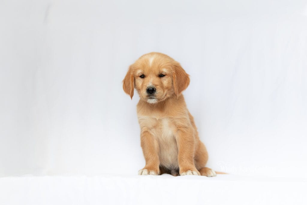 A light golden puppy from the Violet and George litter sitting facing forward with its head tilted a little to the left and its ears hanging soft.