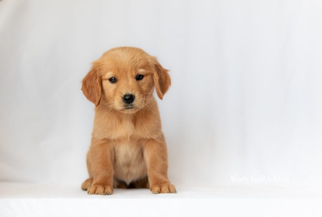 A cream golden retriever puppy sitting square to the camera with its head just off to the right and both front paws showing, at Windy Knoll Goldens.