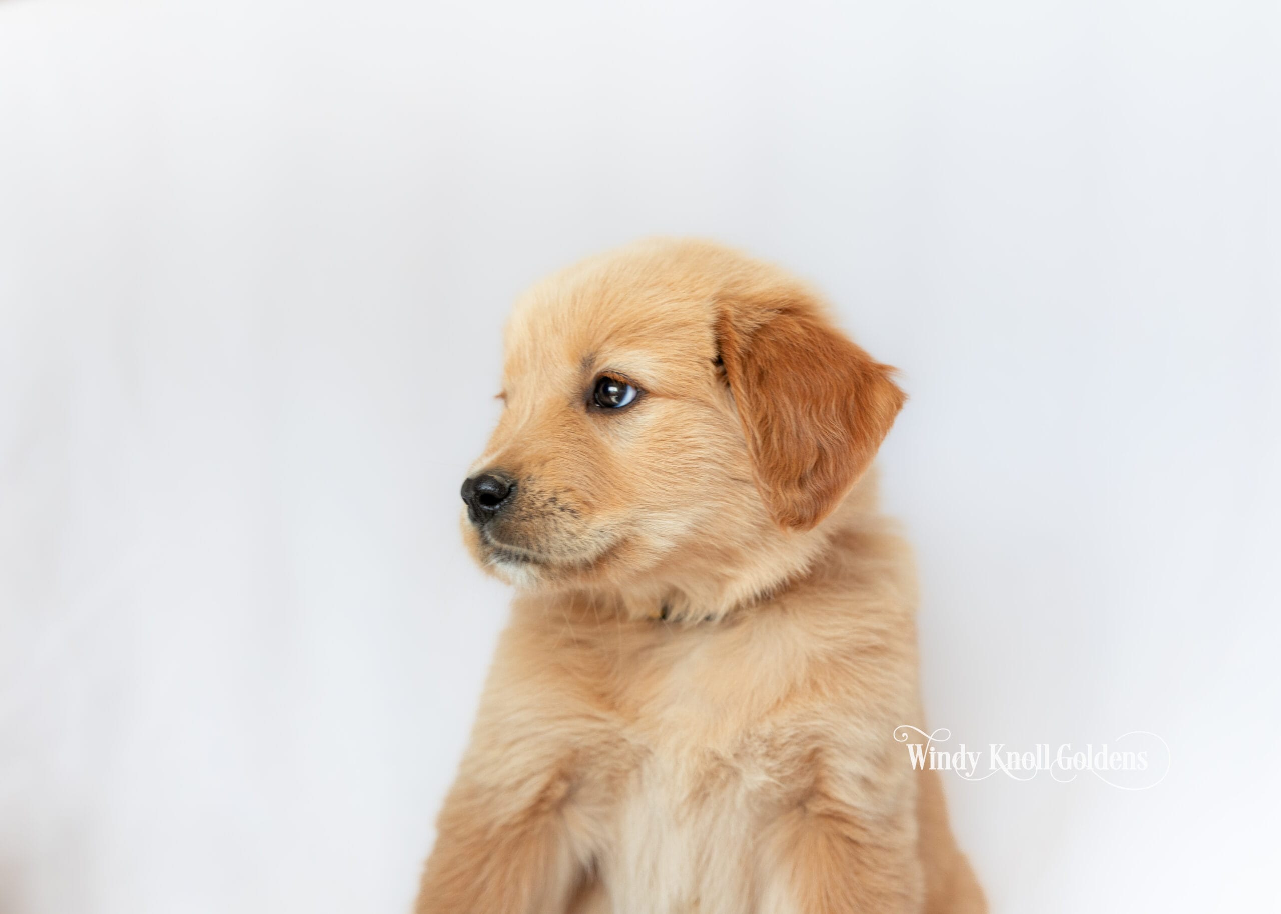 A blond golden retriever puppy sitting with its body angled one way and its head turned the other, ears up and listening, at the farm in Bradford, Maine.