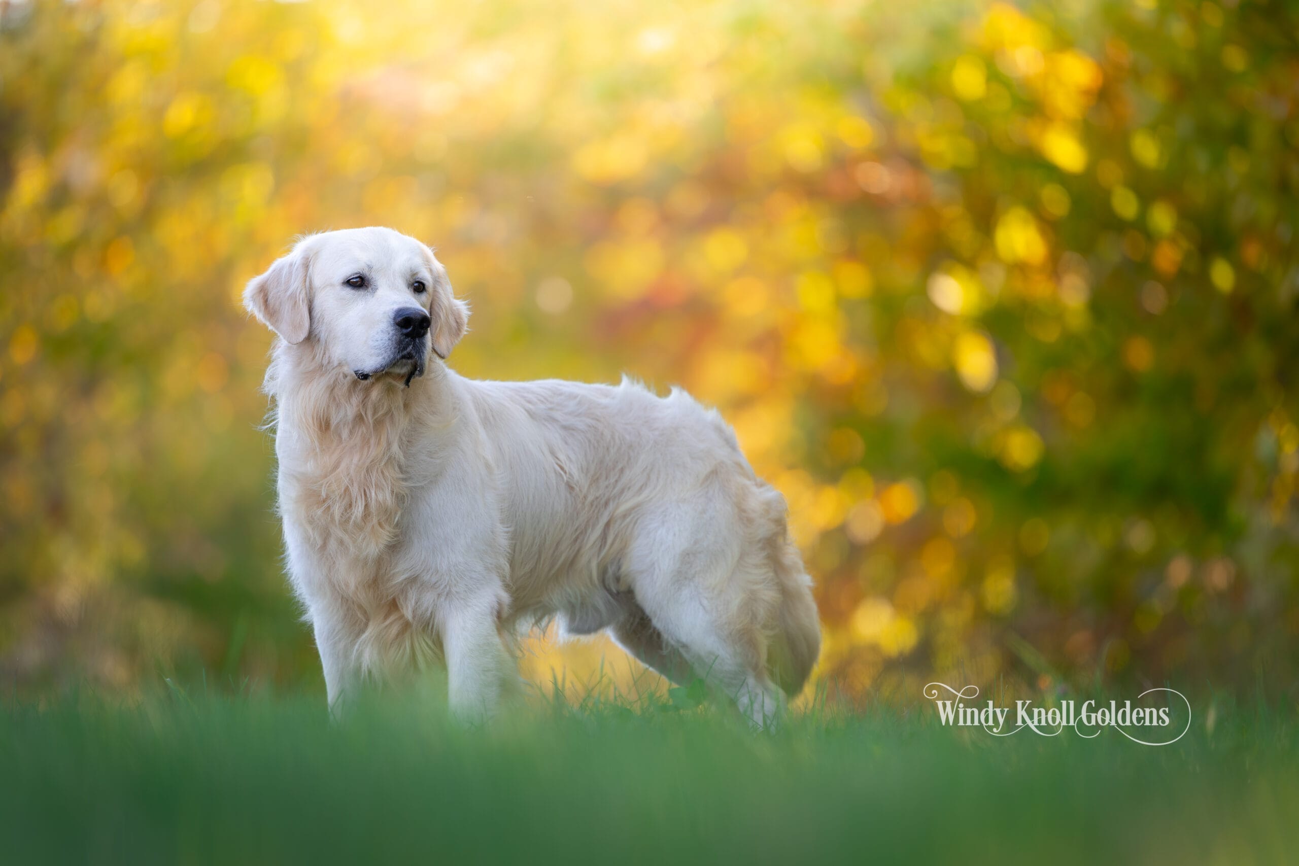 Freddy standing with the full cream ruff around his neck and chest, at Windy Knoll Goldens in Bradford, Maine.