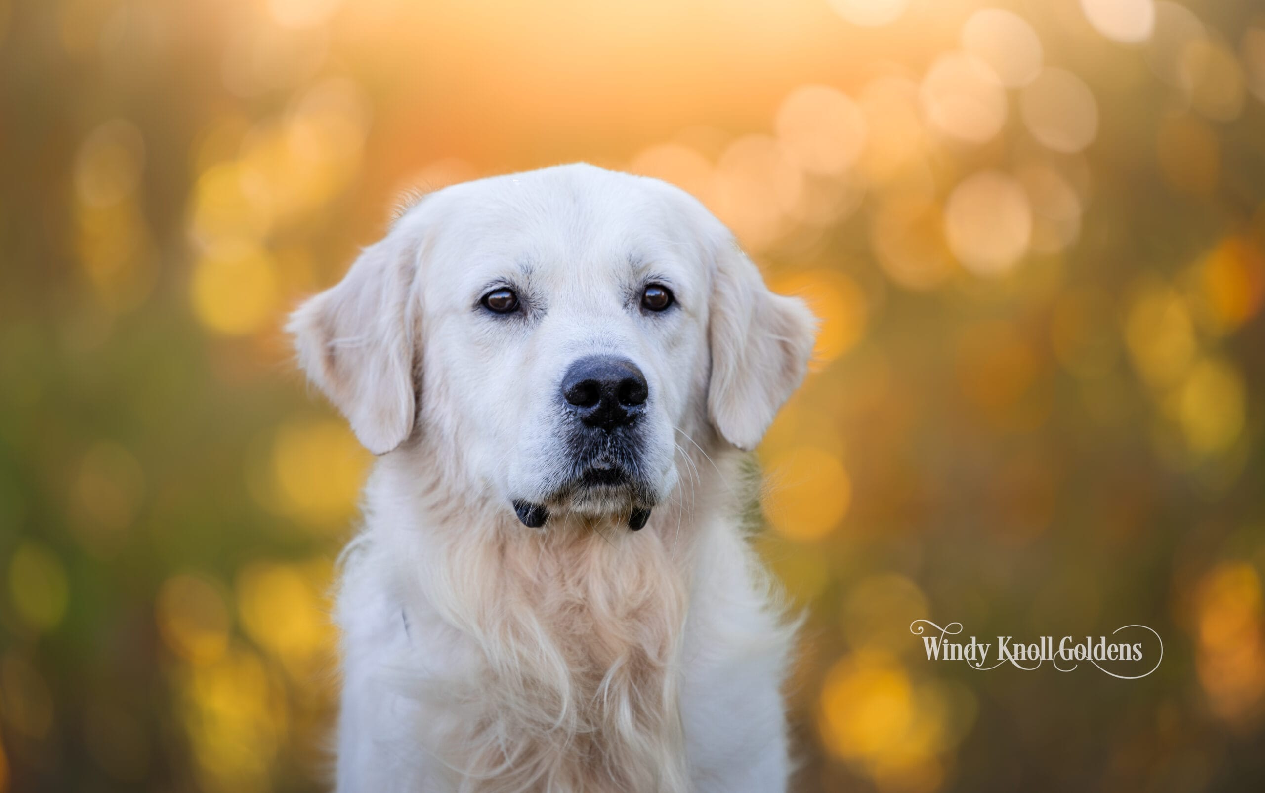 A close up headshot of Freddy, a light English cream golden retriever at Windy Knoll Goldens.