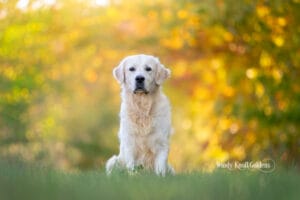 Freddy sitting for a portrait on the farm in Bradford, Maine.