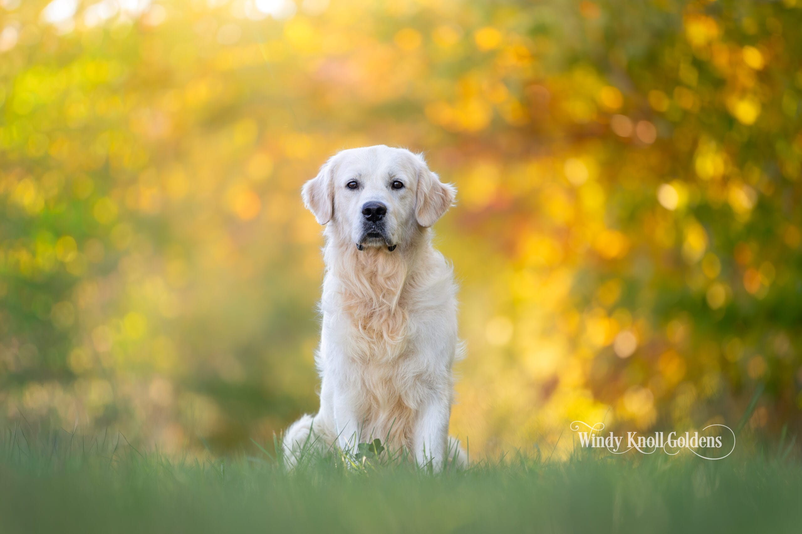 Freddy sitting for a portrait on the farm in Bradford, Maine.