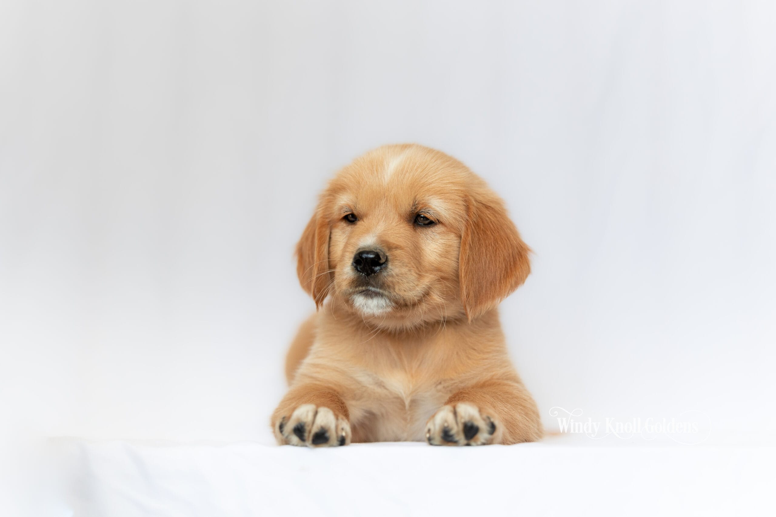 One of Violet and George's 8 week old golden retriever puppies lying down with its front paws stretched out and its head up towards the camera at Windy Knoll Goldens.