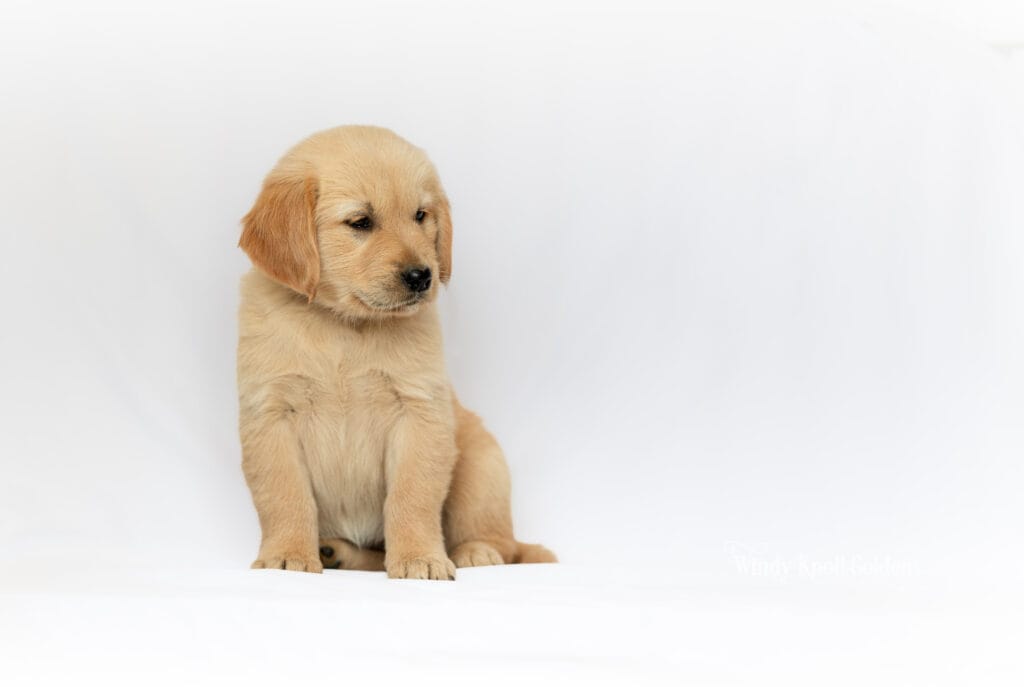A blond golden retriever puppy from Violet's litter sitting with its head turned away to the left and its ears flopped down, in Bradford, Maine.