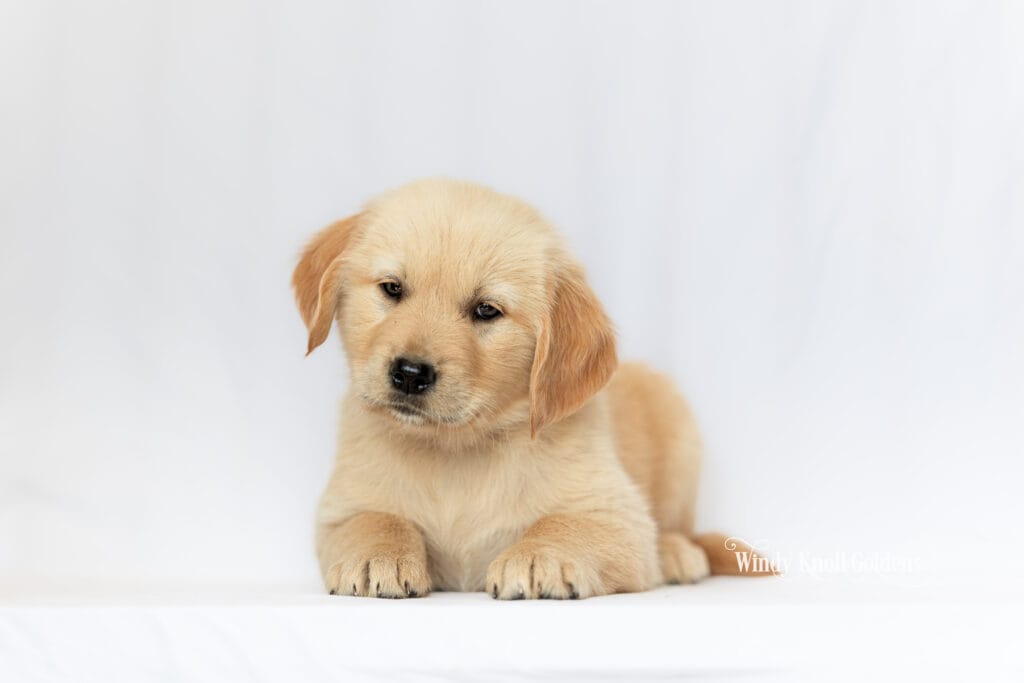 8 week old golden retriever puppies