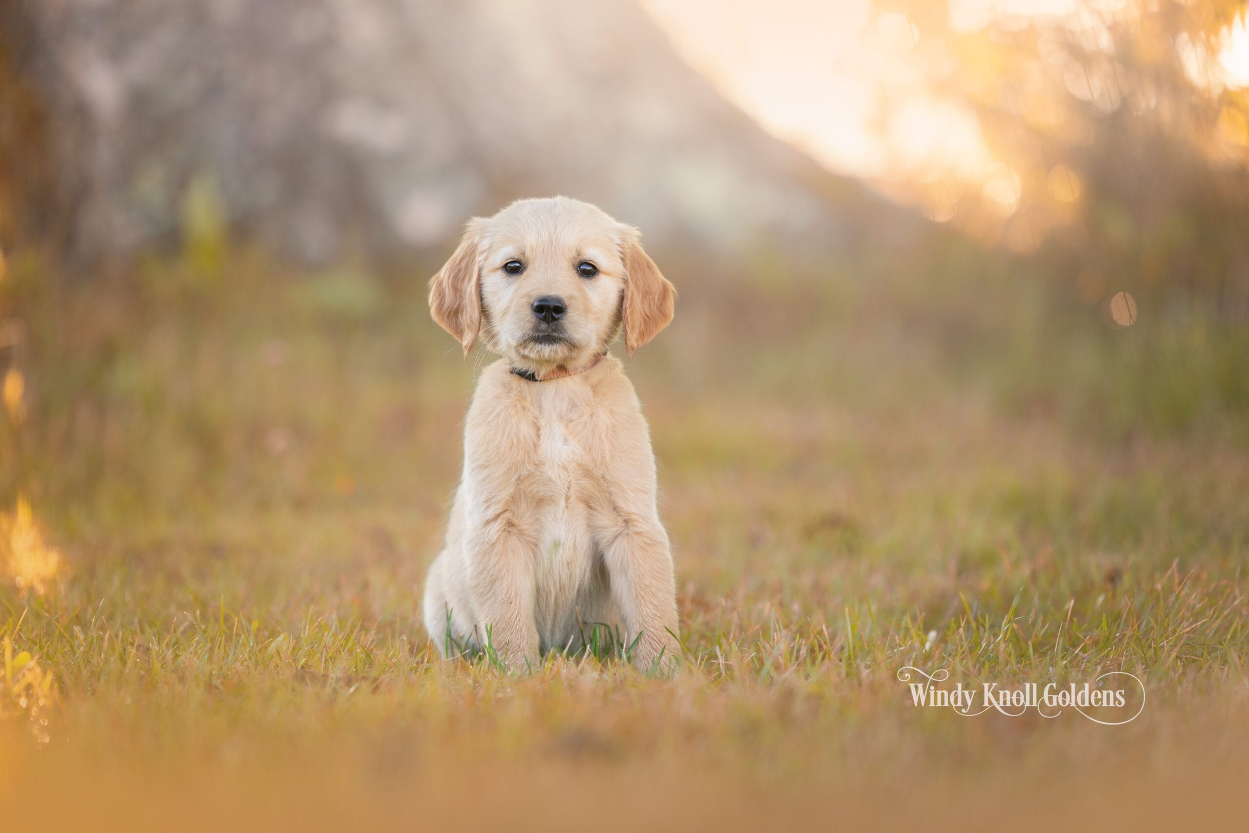 Georgie sitting up straight in the grass with a focused look, on her first day of puppy obedience training at Windy Knoll Goldens in Bradford, Maine.
