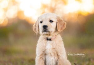 Georgie sitting quietly in the warm evening light at the farm in Bradford, Maine, at the start of her weeks with us.