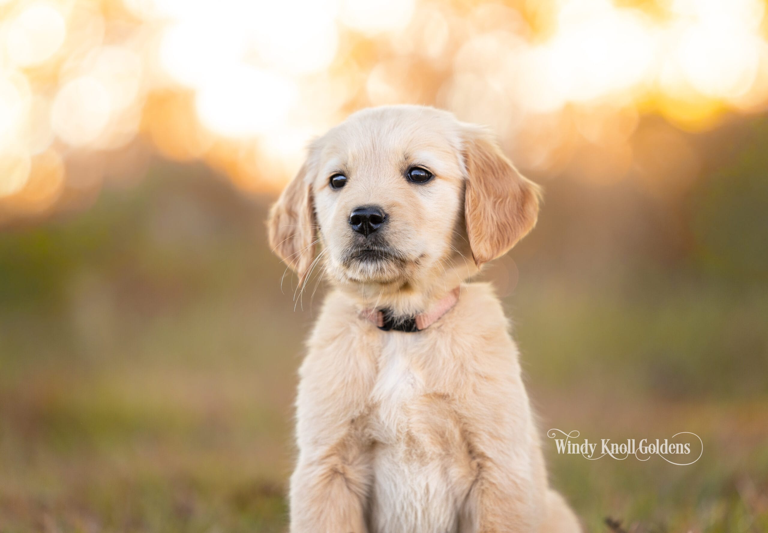 Georgie sitting quietly in the warm evening light at the farm in Bradford, Maine, at the start of her weeks with us.
