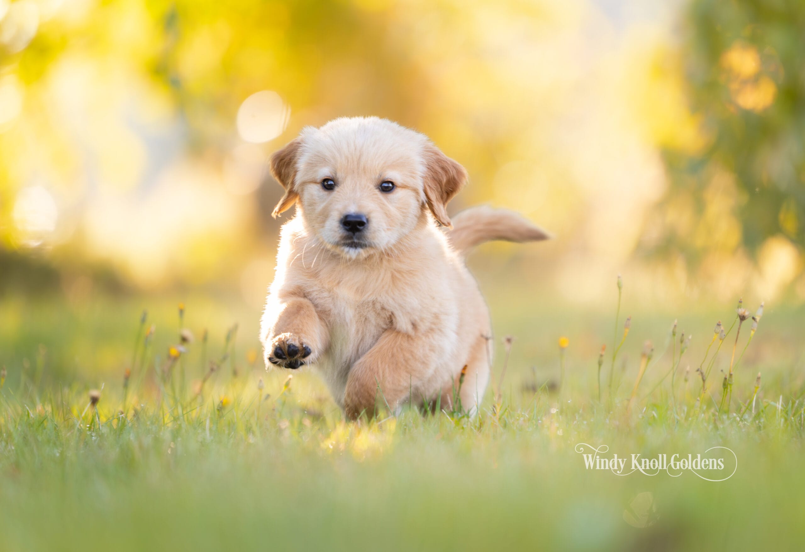 Poppy running across the grass with one front paw lifted off the ground, in the sunshine in Bradford, Maine, partway through her six weeks with us.
