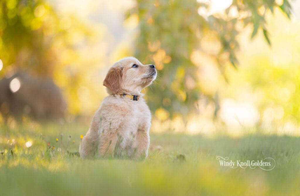 Poppy sitting in the grass during her 6 week puppy training program at Windy Knoll Goldens, looking off toward something in the trees.