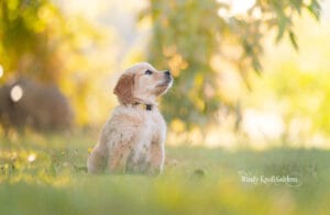 Poppy sitting and looking off into the distance with the sun coming through the trees behind her at the farm in Bradford, Maine.
