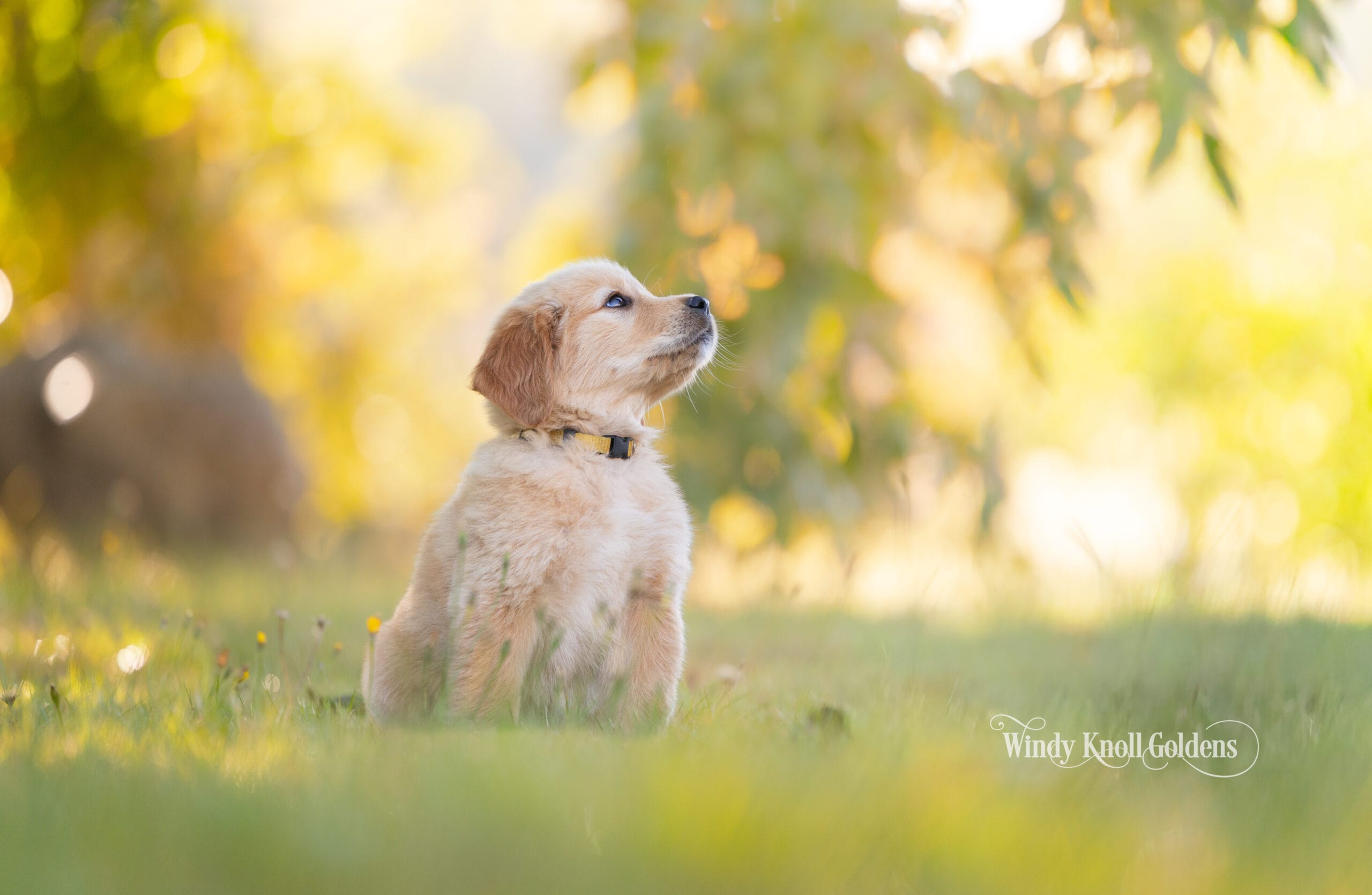 Poppy sitting and looking off into the distance with the sun coming through the trees behind her at the farm in Bradford, Maine.
