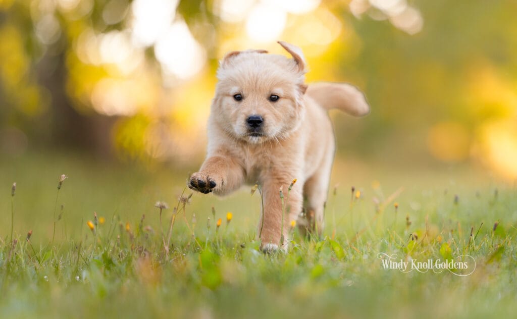 Golden retriever puppy Poppy at Windy Knoll Goldens
