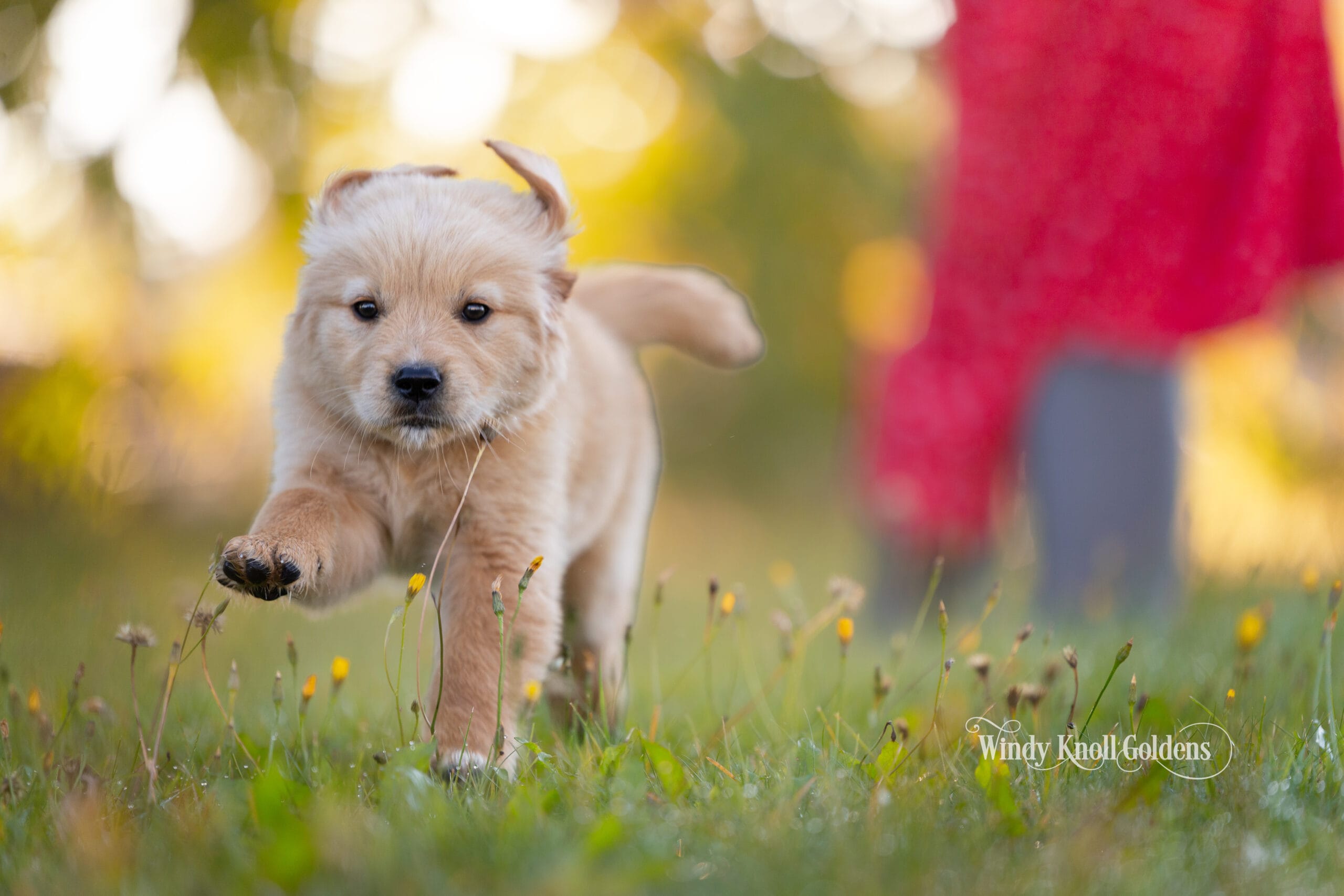 Poppy running toward the camera through grass and yellow flowers with one front paw lifted, somebody standing waiting in the background at Windy Knoll Goldens.
