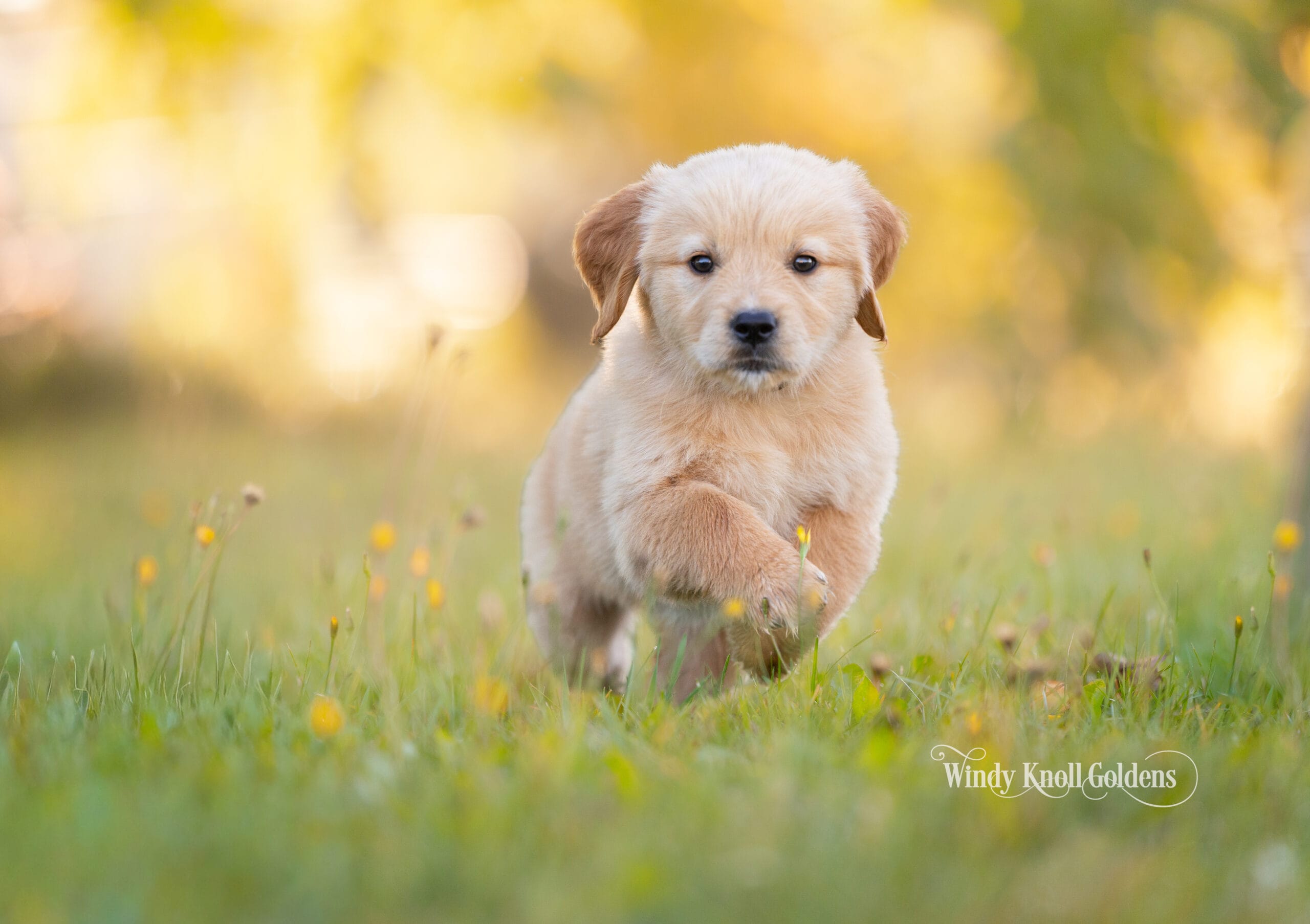 Poppy running through a field of yellow wildflowers at Windy Knoll Goldens in Bradford, Maine.