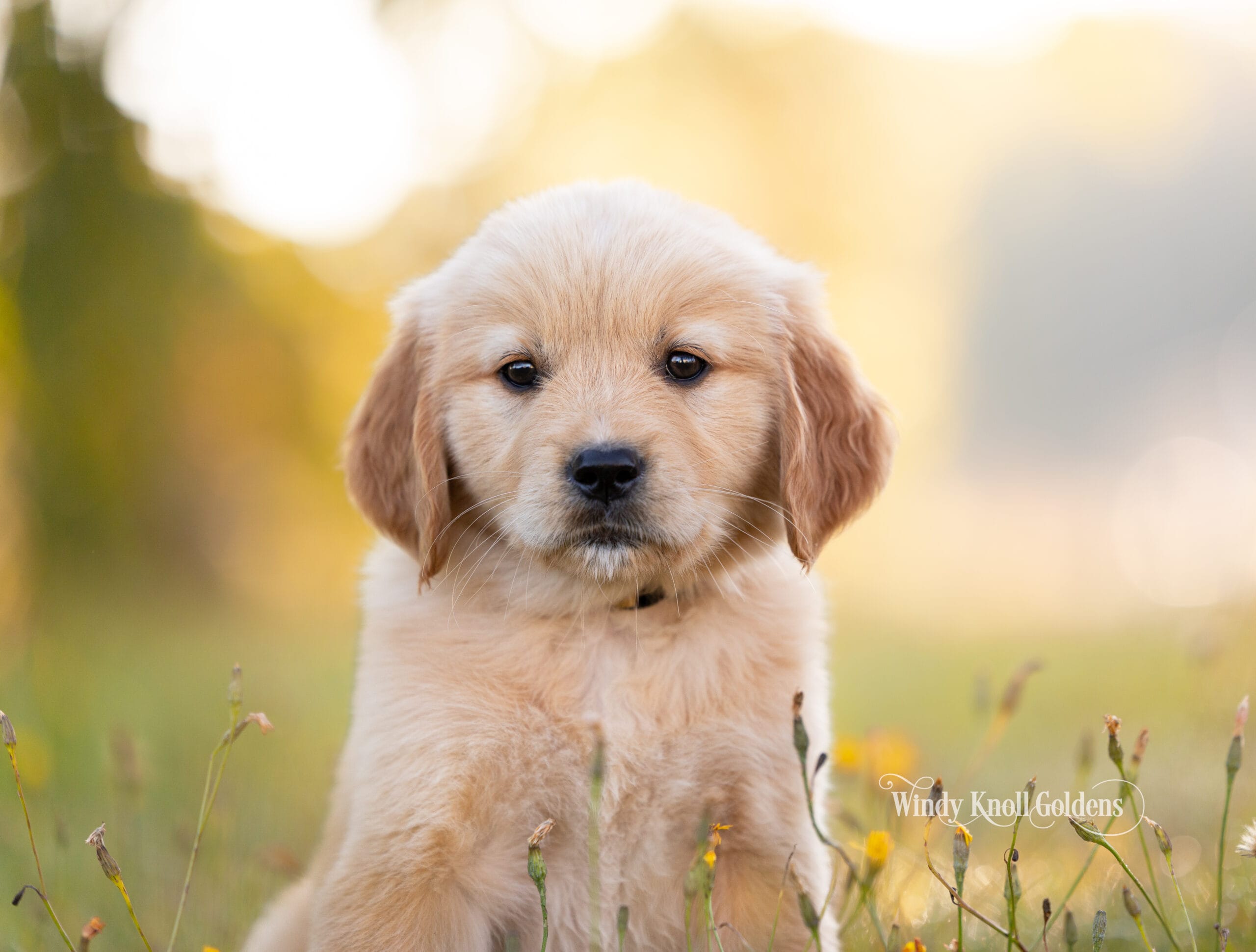 Poppy sitting steady in the grass partway through her 6 week puppy training program at Windy Knoll Goldens in Bradford, Maine.
