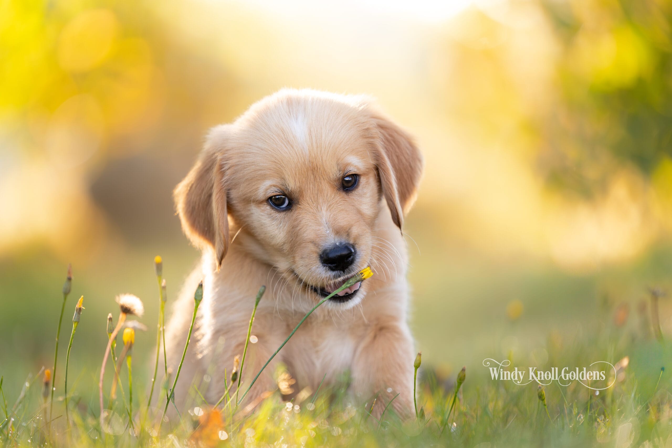 Titus crouched low in the grass chewing on a blade of it, a white patch showing on the top of his head.