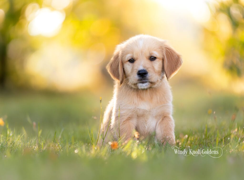 Titus sitting and holding still in the grass during his puppy manners training at Windy Knoll Goldens in Bradford, Maine.