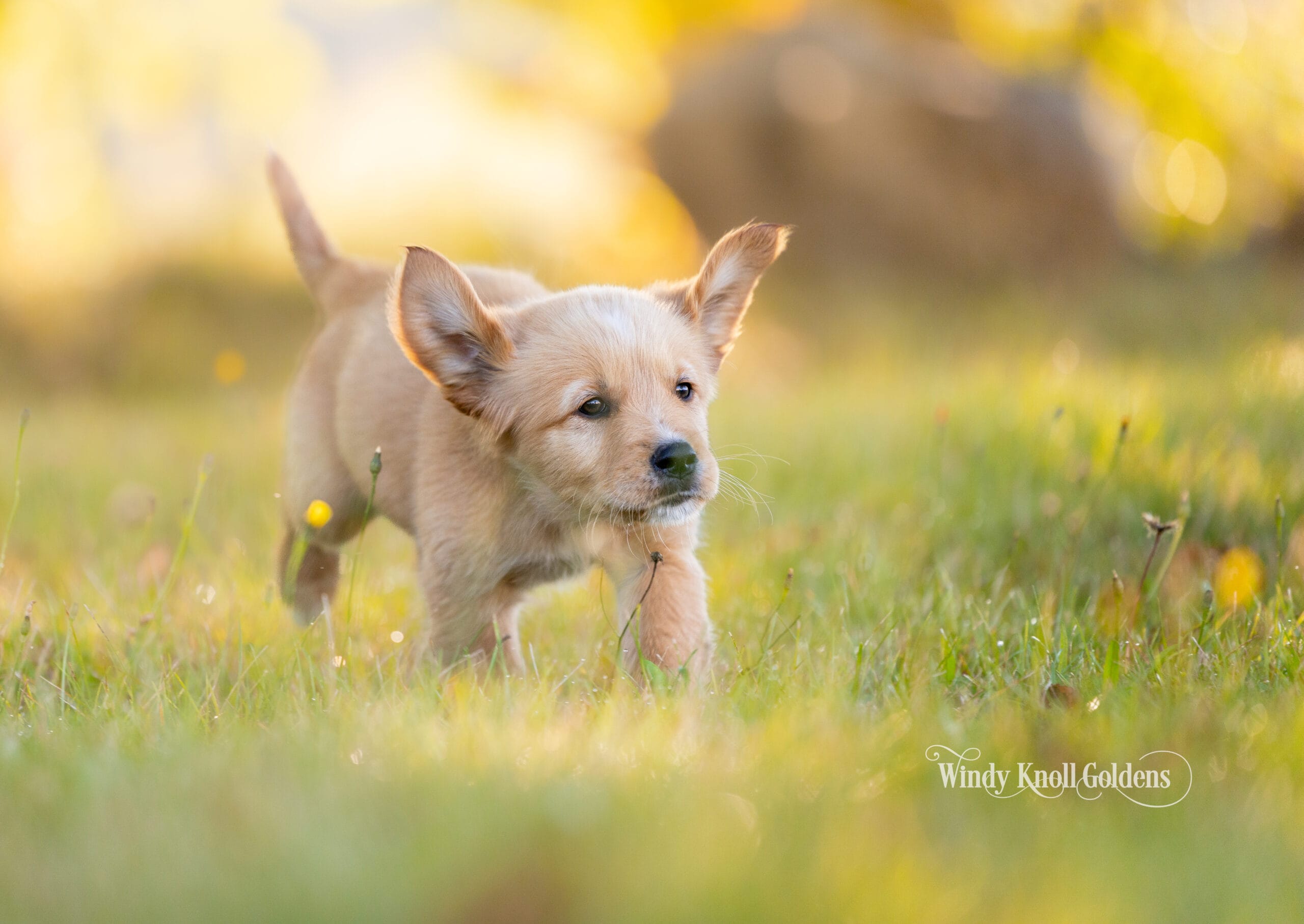 Titus trotting across the field with his ears up and his eyes on something ahead of him, at the farm in Bradford, Maine.