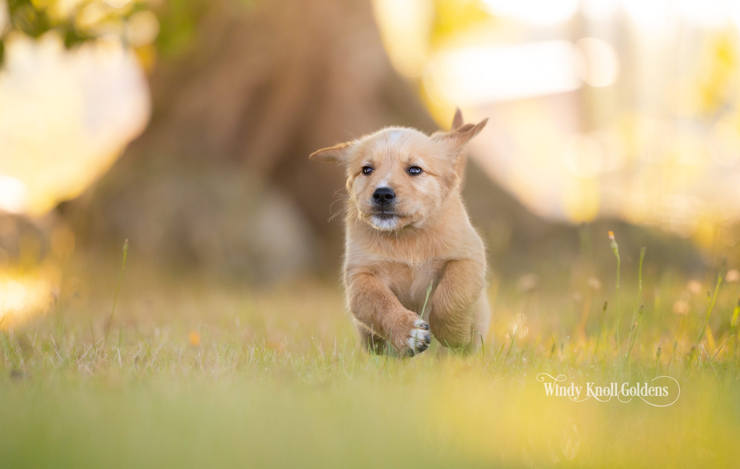 Titus at a full run through sunlit grass at Windy Knoll Goldens, all four feet off the ground.
