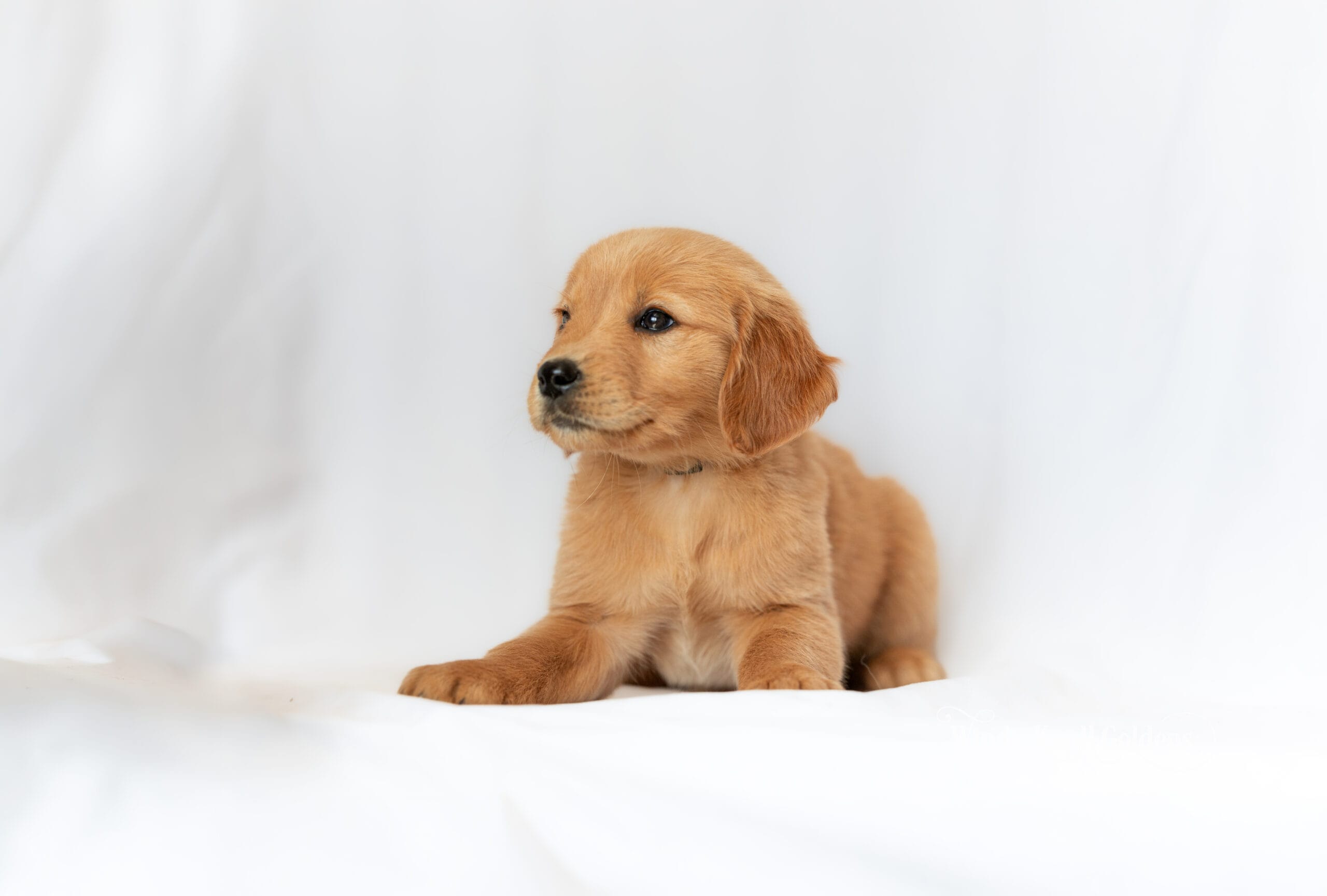 A golden retriever puppy lying down with its front paws out in front and its head facing straight at the camera, one of the eight week portraits at Windy Knoll Goldens.